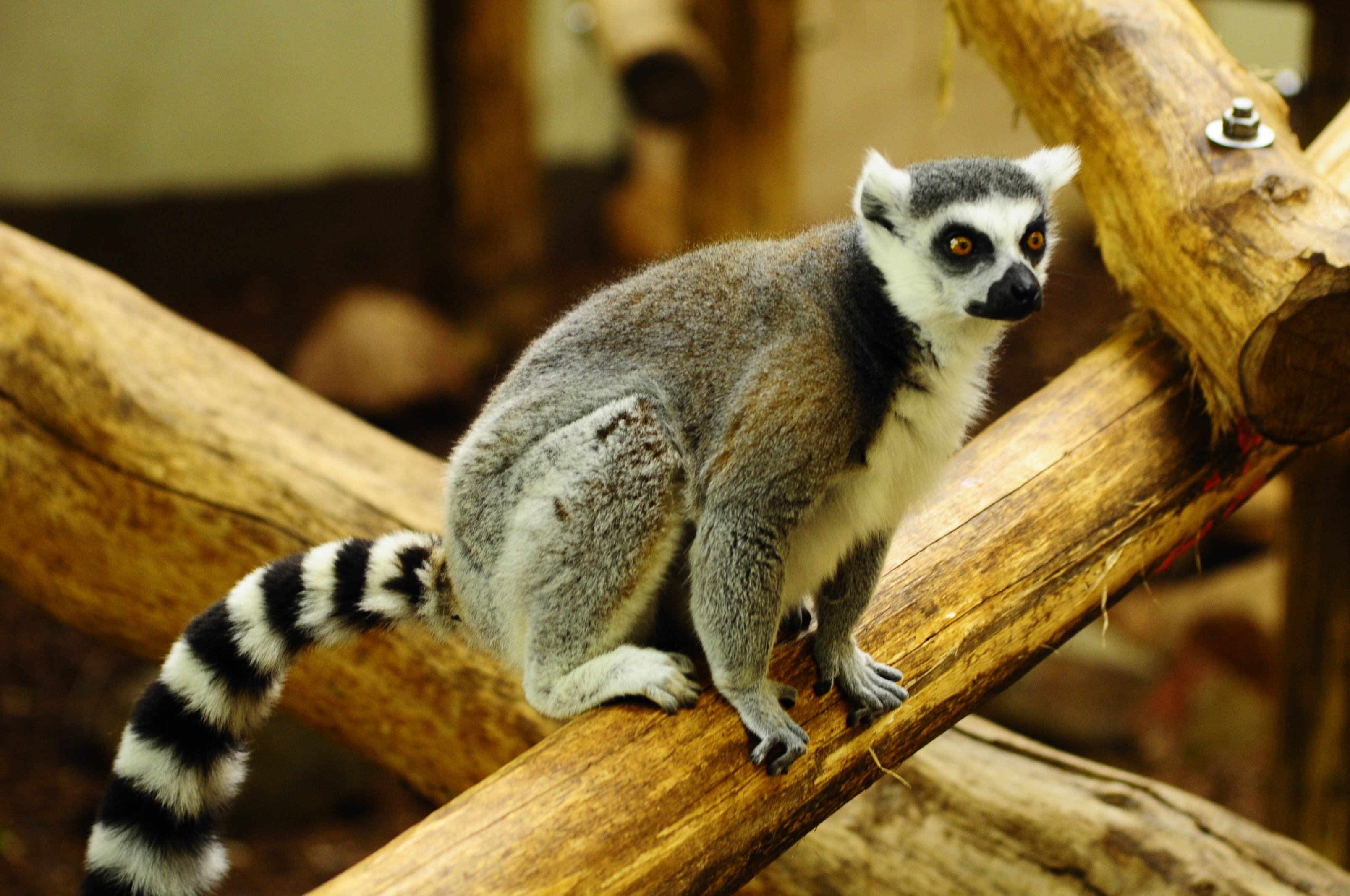 Ring Tailed Lemur, Lemur catta, Tails rings stripes, Cute wildlife, 3220x2140 HD Desktop