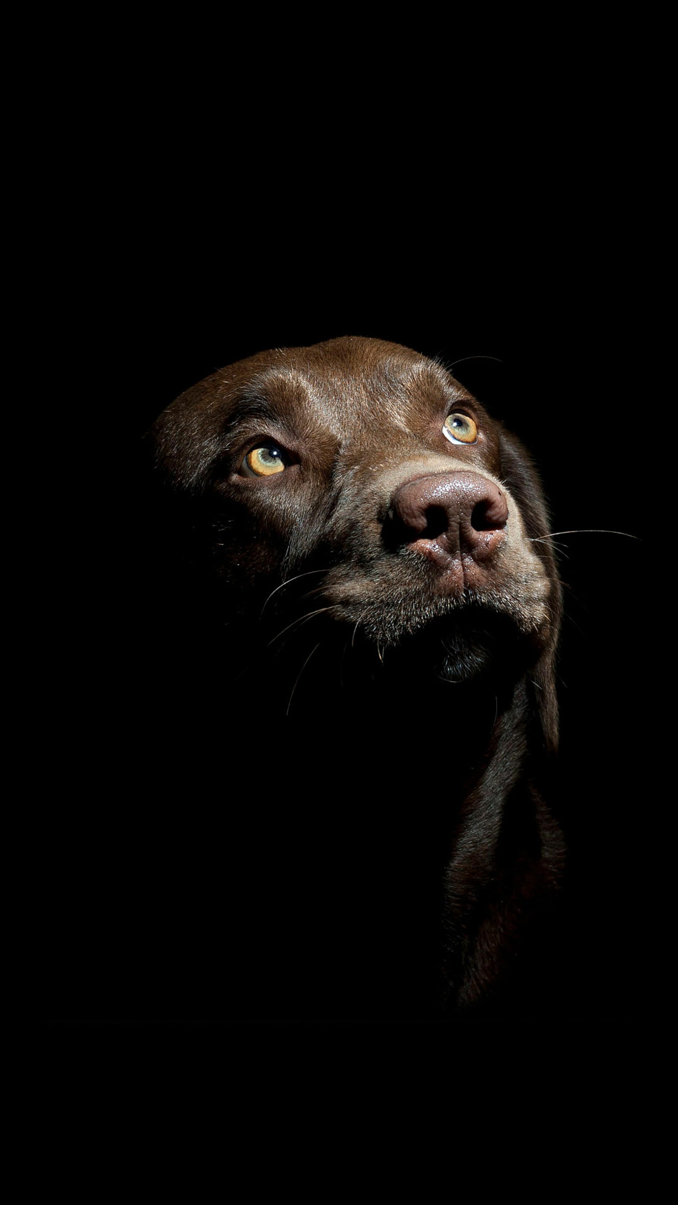 Labrador: A medium-large breed, They should be as long from the withers to the base of the tail as they are from the floor to the withers. 2160x3840 4K Background.