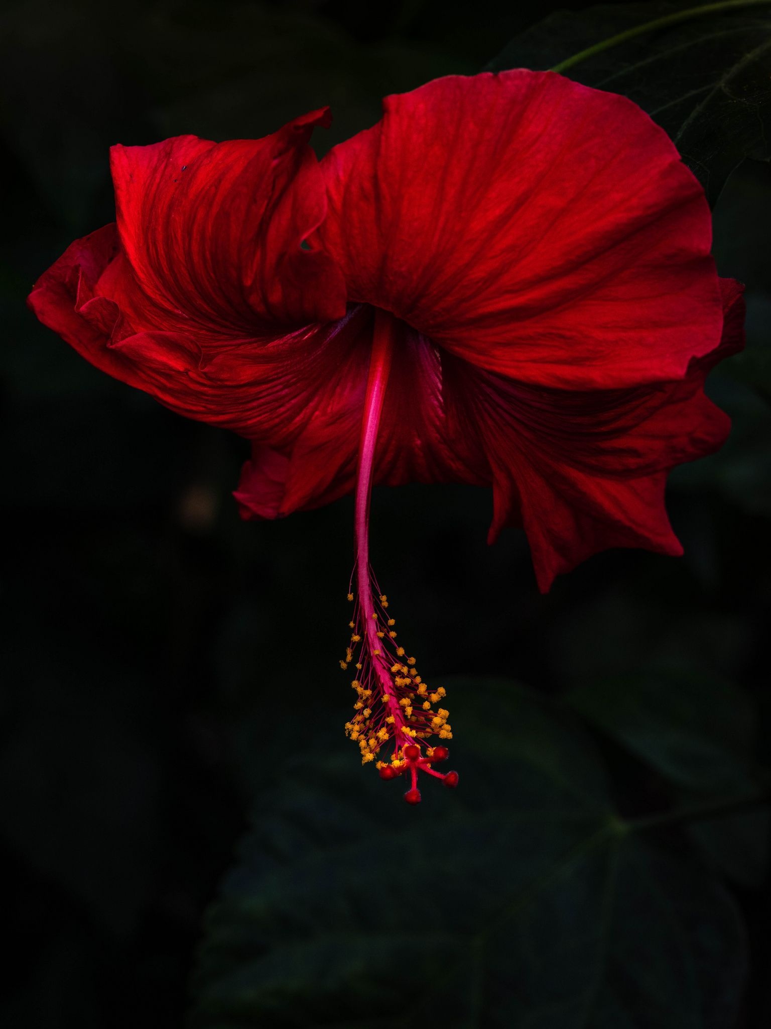 Nature's flowers, Serene beauty, Floral photography, Beautiful blooms, 1540x2050 HD Handy