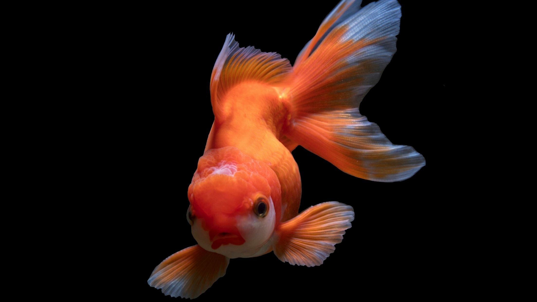 Fish: The goldfish, Carassius auratus, The family Cyprinidae. 2210x1250 HD Background.