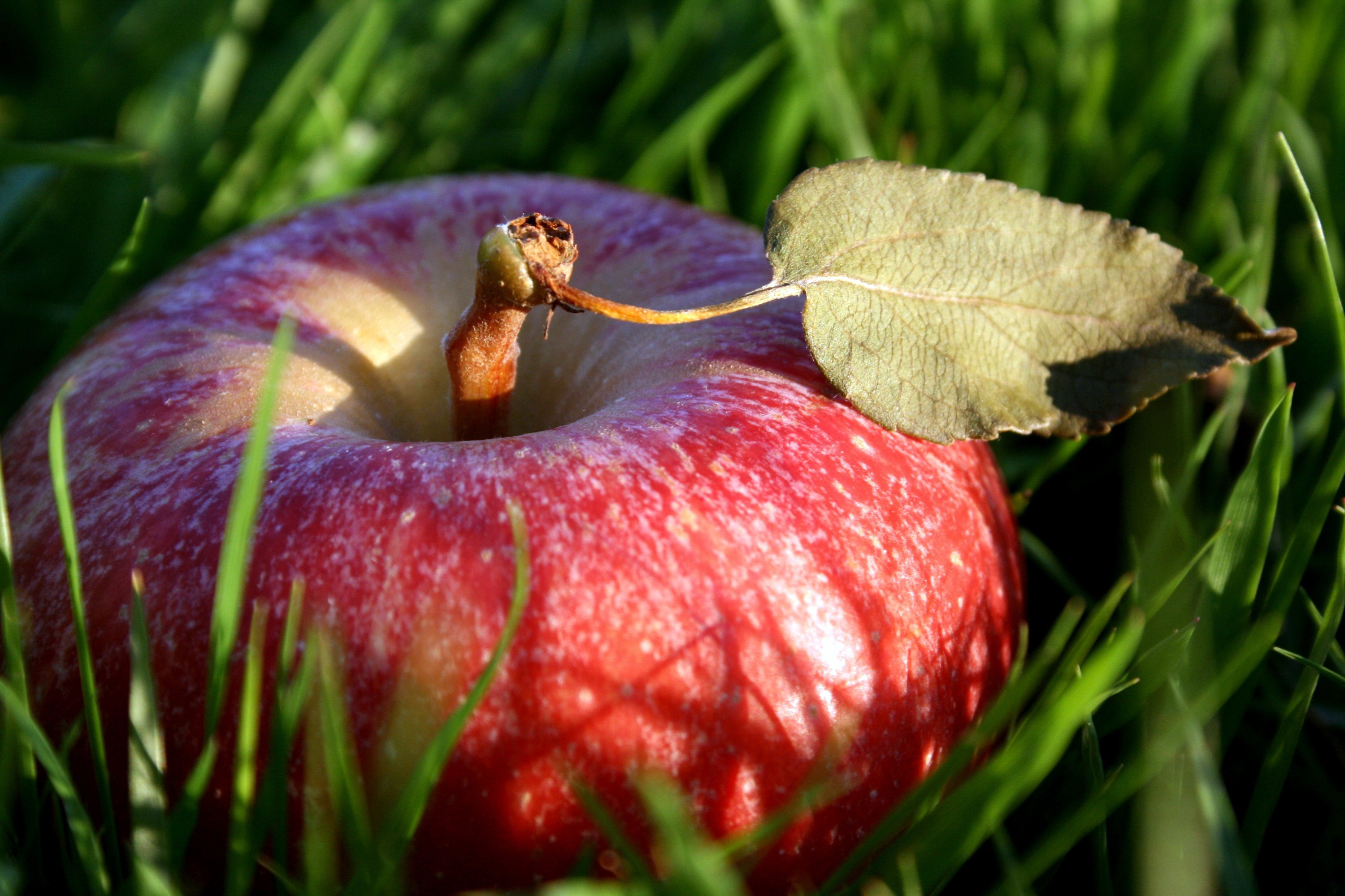 Apple (Fruit): Propagated by clonal grafting onto rootstocks. 3000x2000 HD Background.