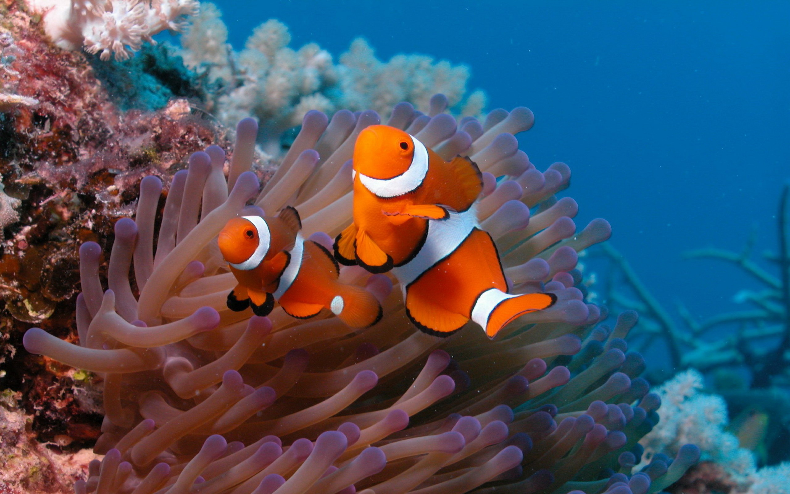 Vibrant clownfish, Coral reef inhabitants, Beautiful marine life, Underwater world, 2560x1600 HD Desktop