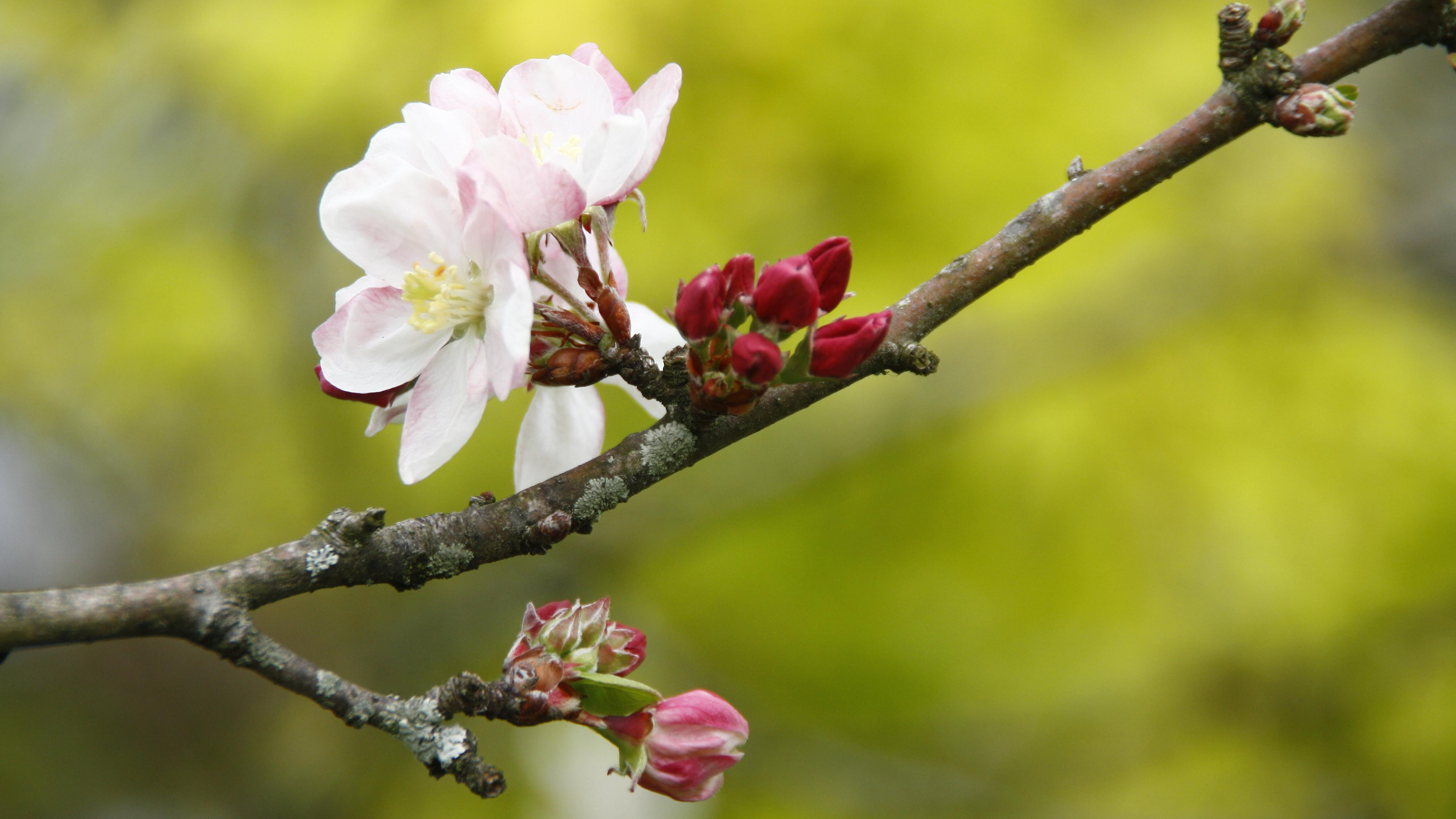 Apple Tree, Petals branch buds, Macro shot, High definition, 3840x2160 4K Desktop