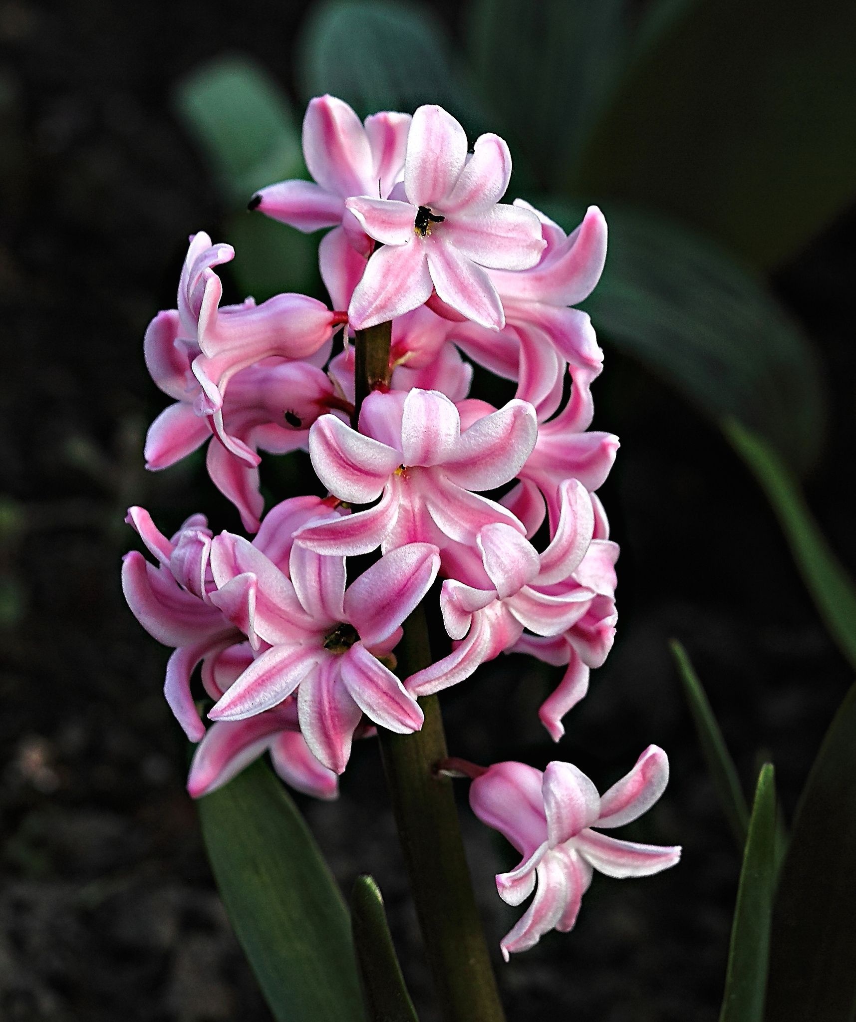 Hyacinth, Nature's beauty, Pink flowers, Spring flowers, 1720x2050 HD Phone