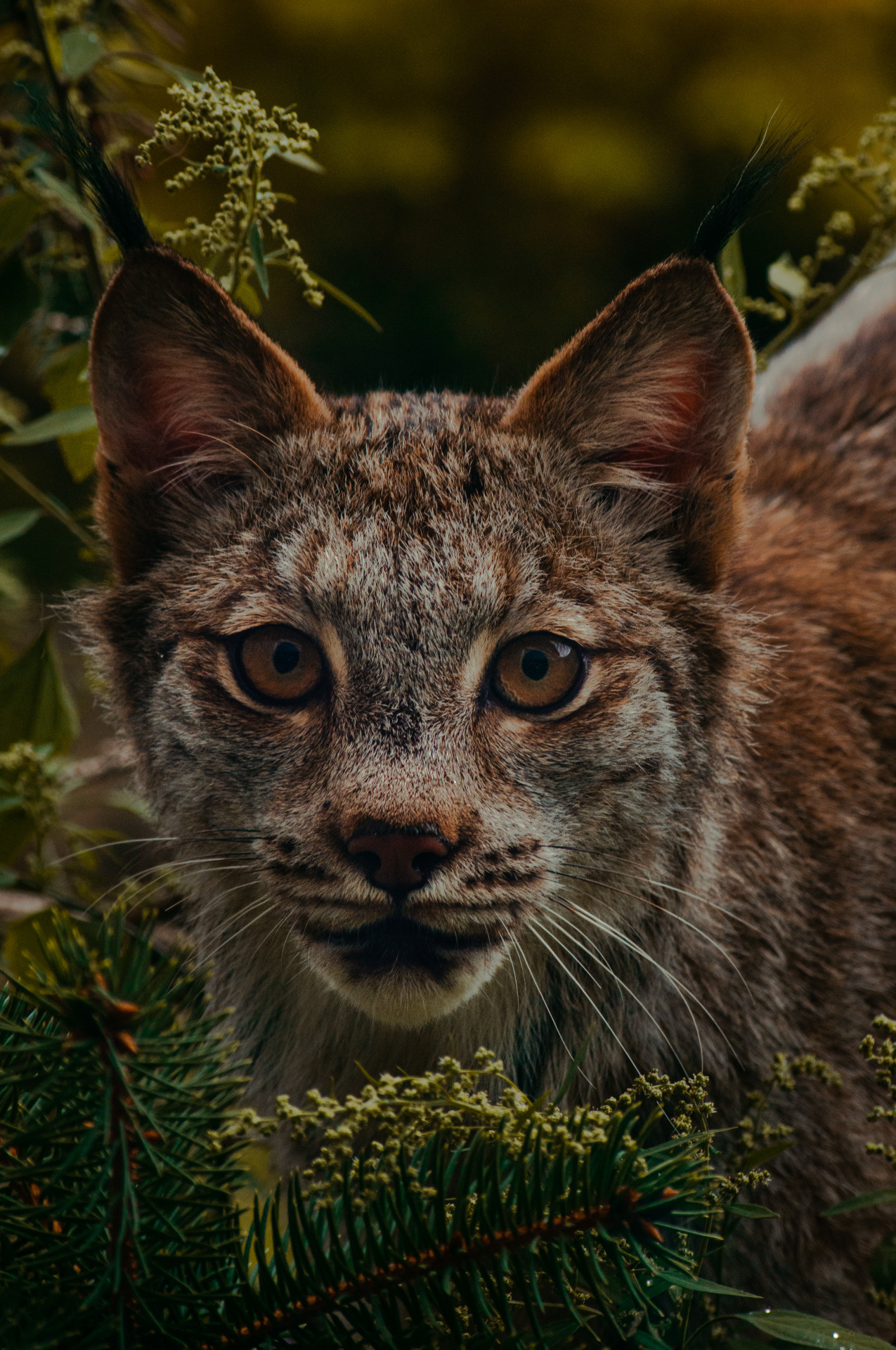 Lynx, Mesmerizing portrait, Tumblr posts, Wild beauty, 1280x1920 HD Handy
