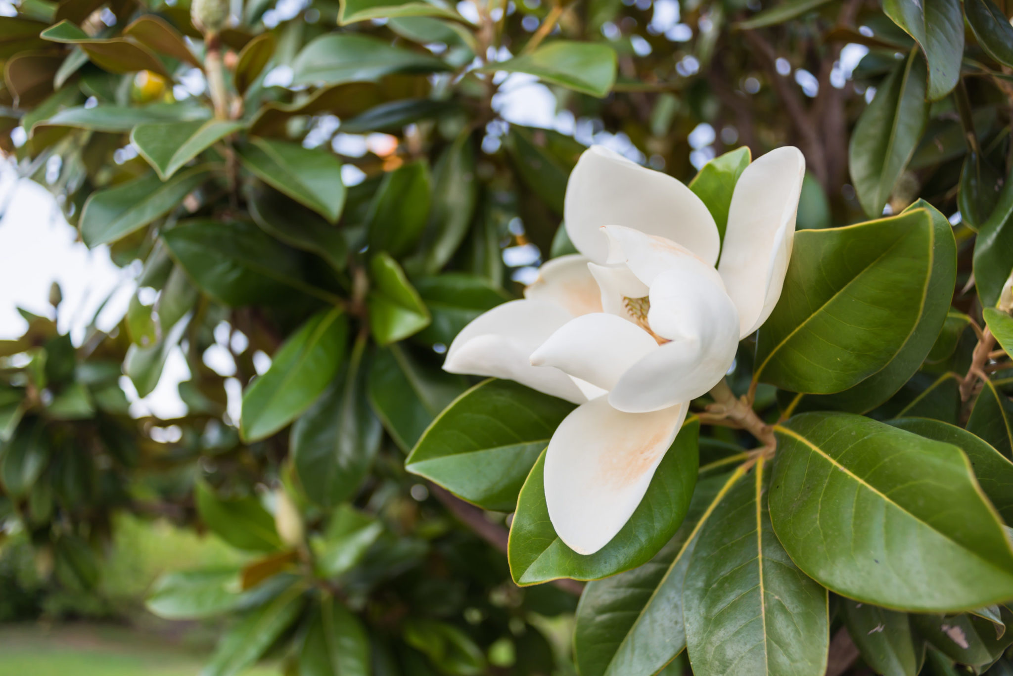 Underneath magnolia, Planting tips, Southern gardens, P. Allen Smith, 2050x1370 HD Desktop