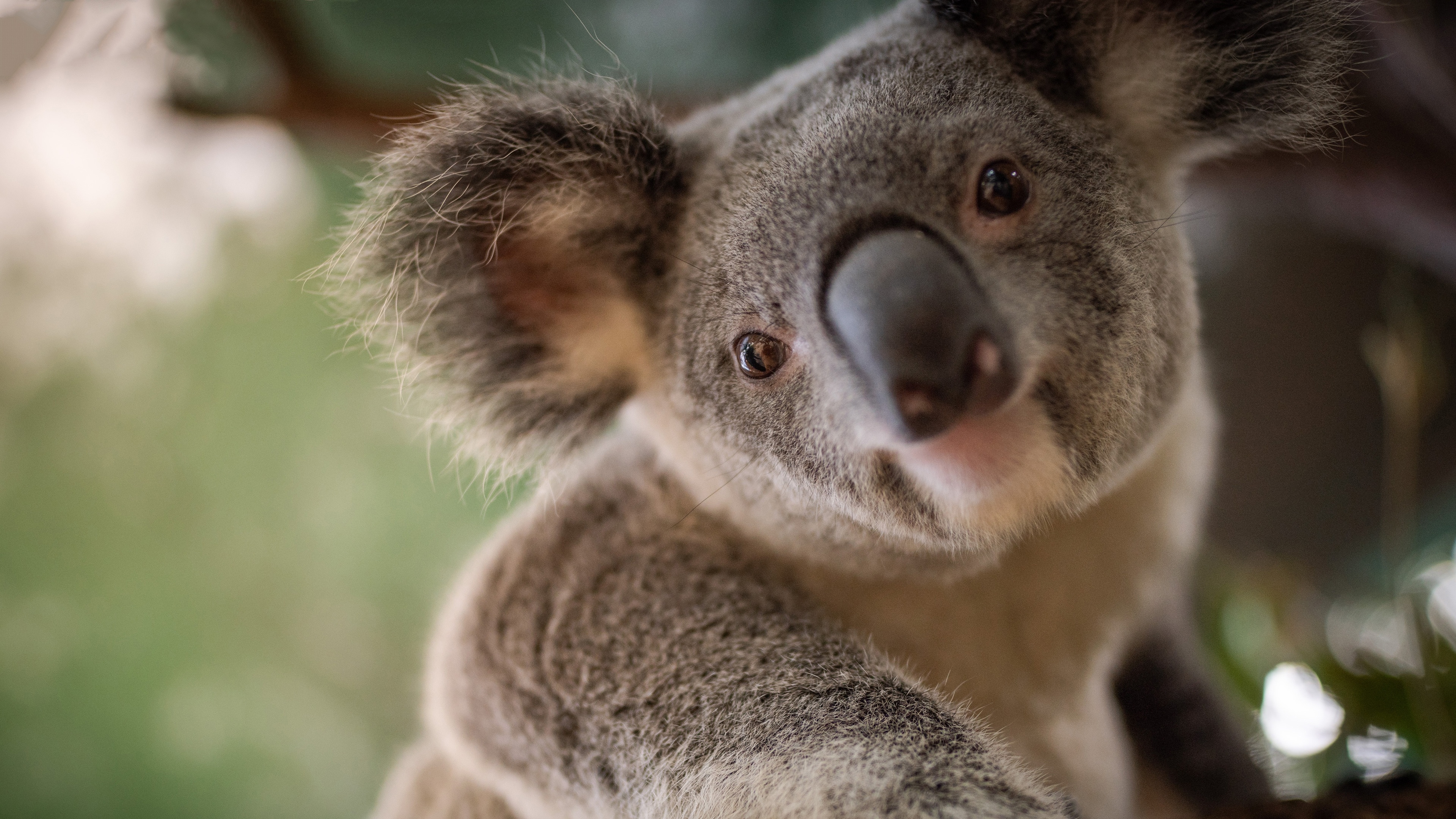 Koala beauty, Marvelous marsupials, Koala wonders, Nature's treasures, 3840x2160 4K Desktop