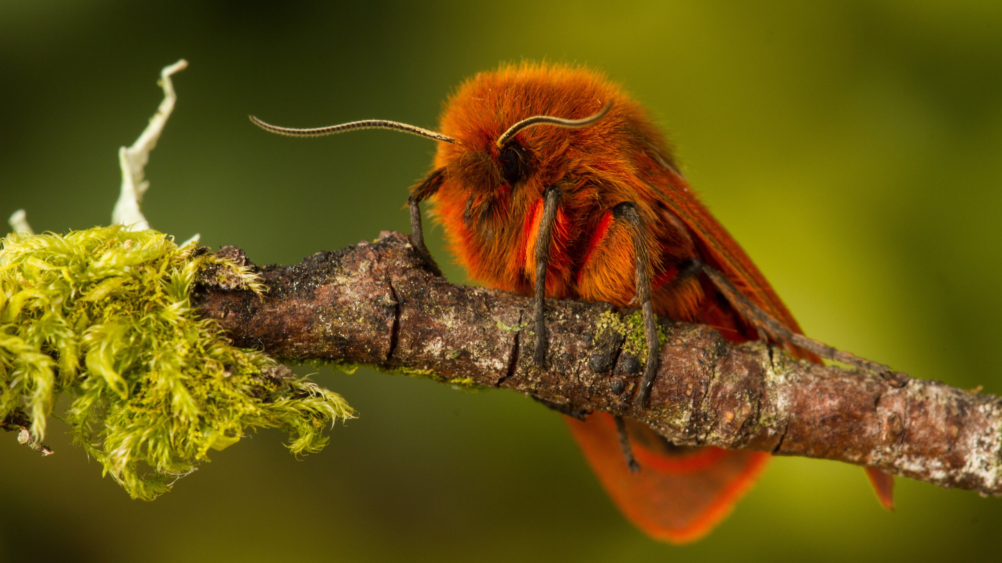 Breath-taking moth wallpapers, High-resolution images, Ideal backgrounds, Stunning visual impact, 3840x2160 4K Desktop
