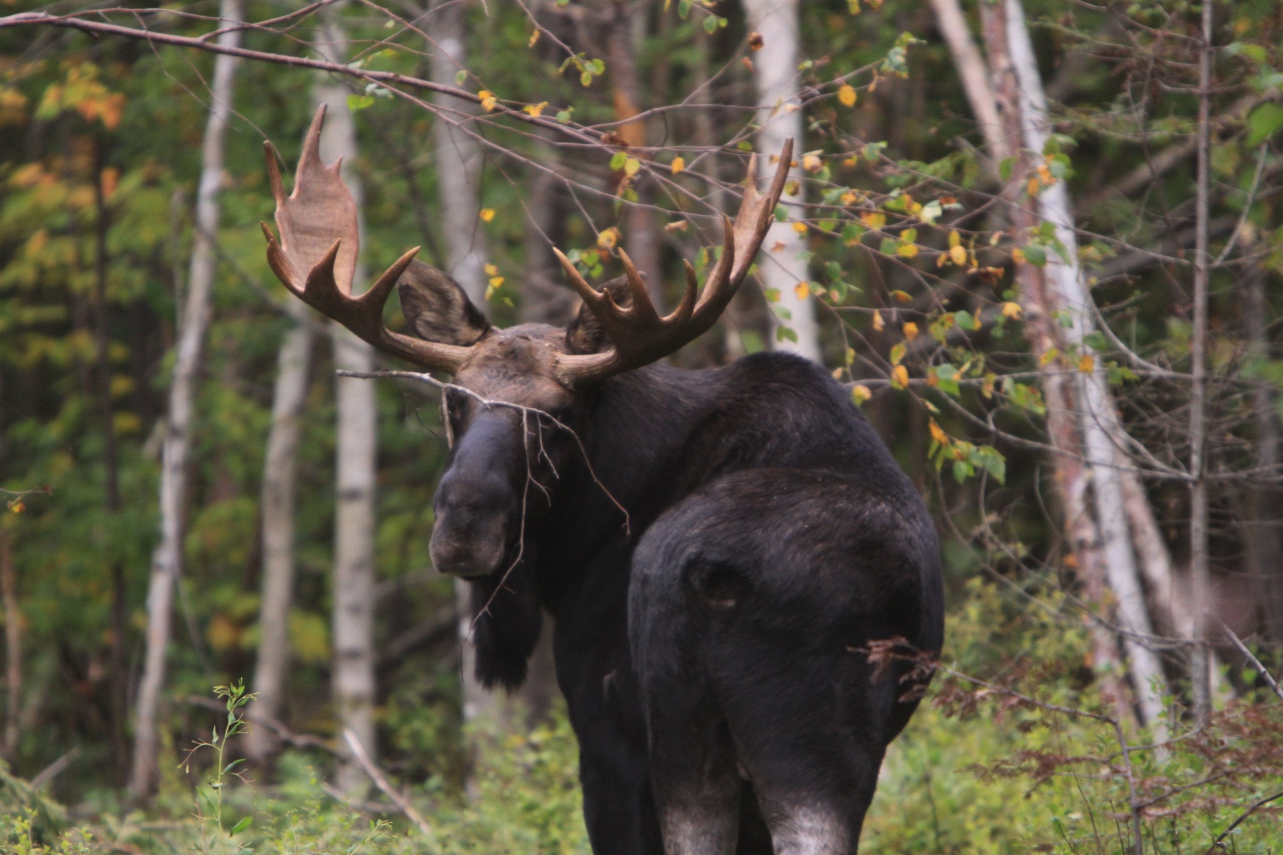 Spotting guide, Moose sightings, Destination Moosehead Lake, Wildlife adventure, 2560x1710 HD Desktop