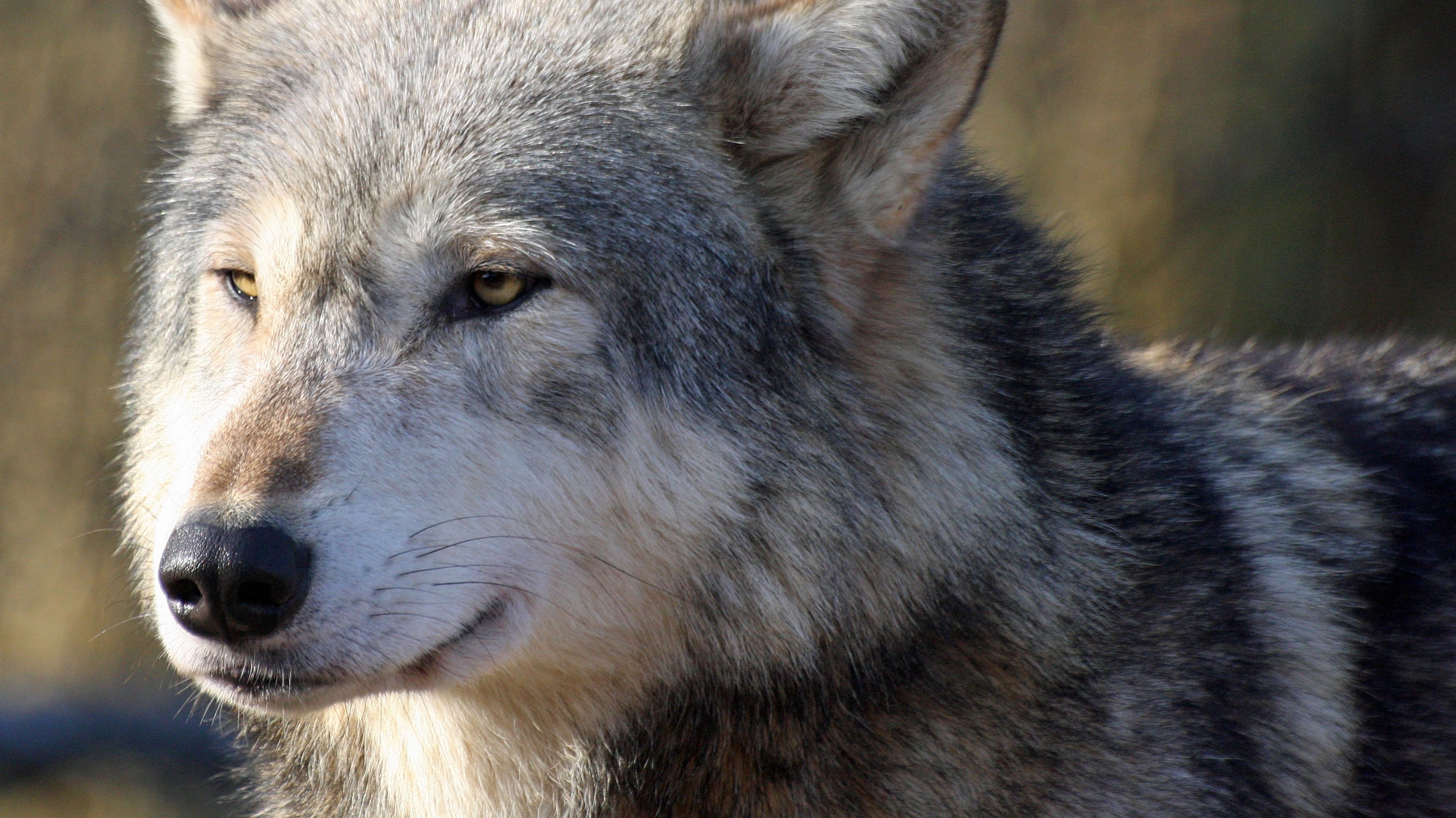 Gray Wolf: Canis lupus, A large canine native to Eurasia and North America, Canidae. 3840x2160 4K Background.