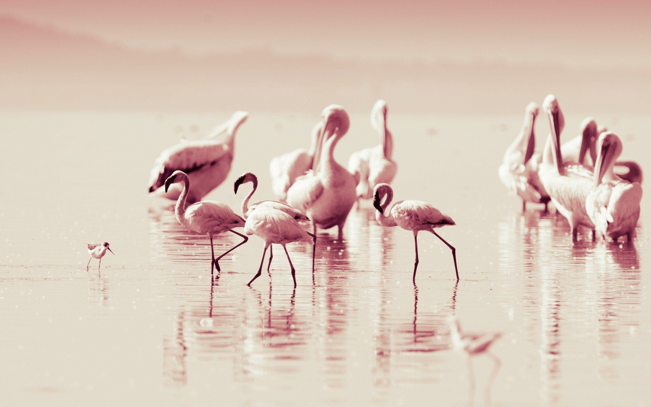 Flamingo: Phoenicopterus roseus, Usually stand on one leg with the other tucked beneath the body. 2560x1600 HD Background.