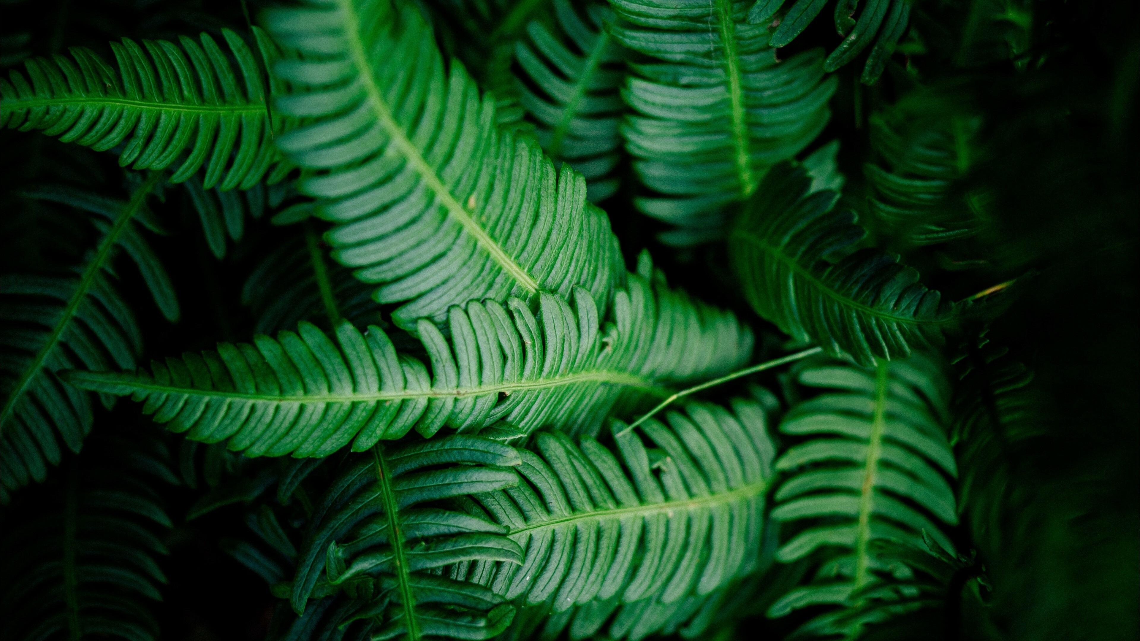 Leaves: Fern plant leaf, Obtaining most of the energy from sunlight via photosynthesis. 3840x2160 4K Wallpaper.