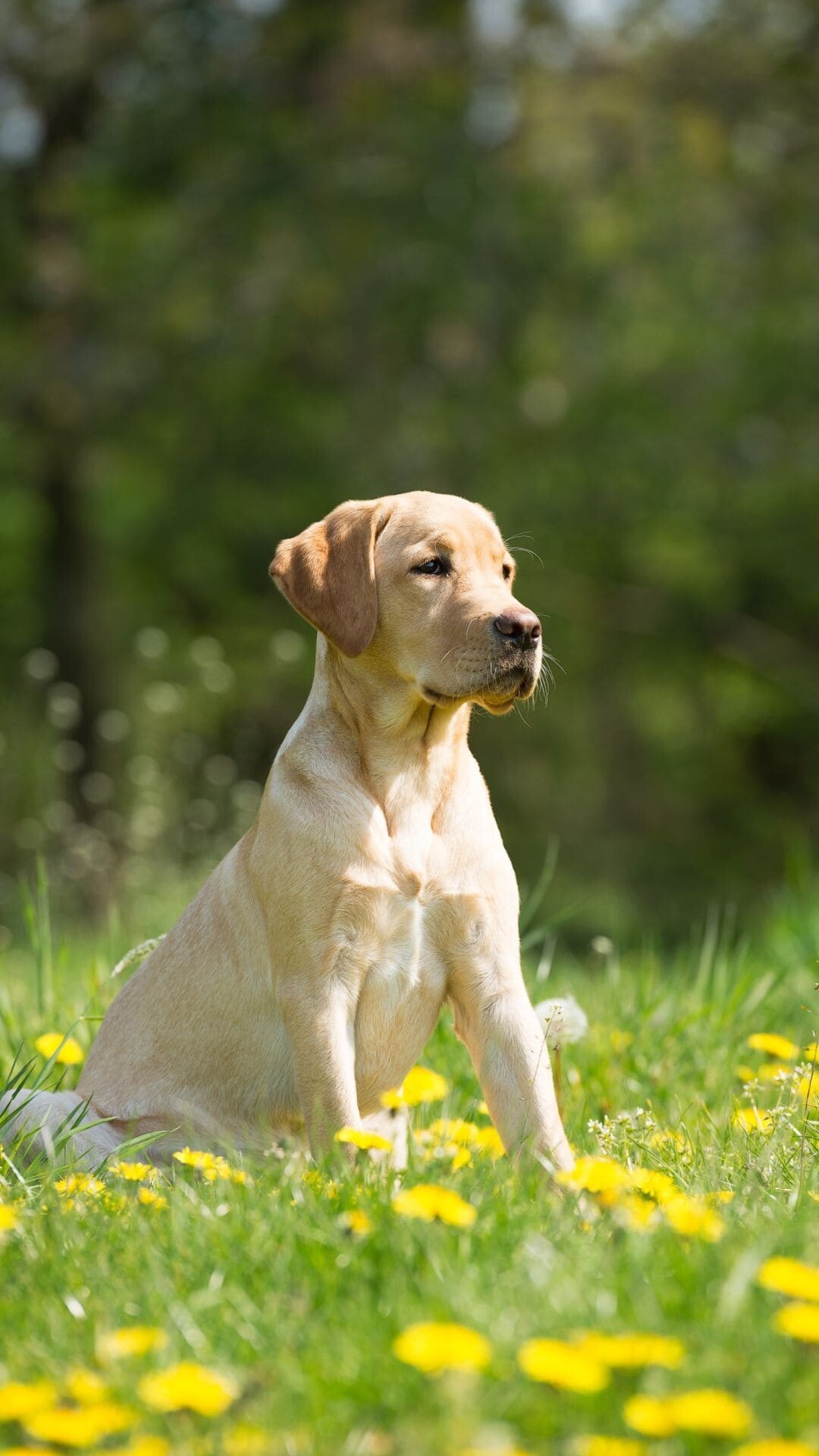 Labrador: They are intelligent and fairly easy to train, partly from their desire to work with people, Dog breed. 1080x1920 Full HD Wallpaper.