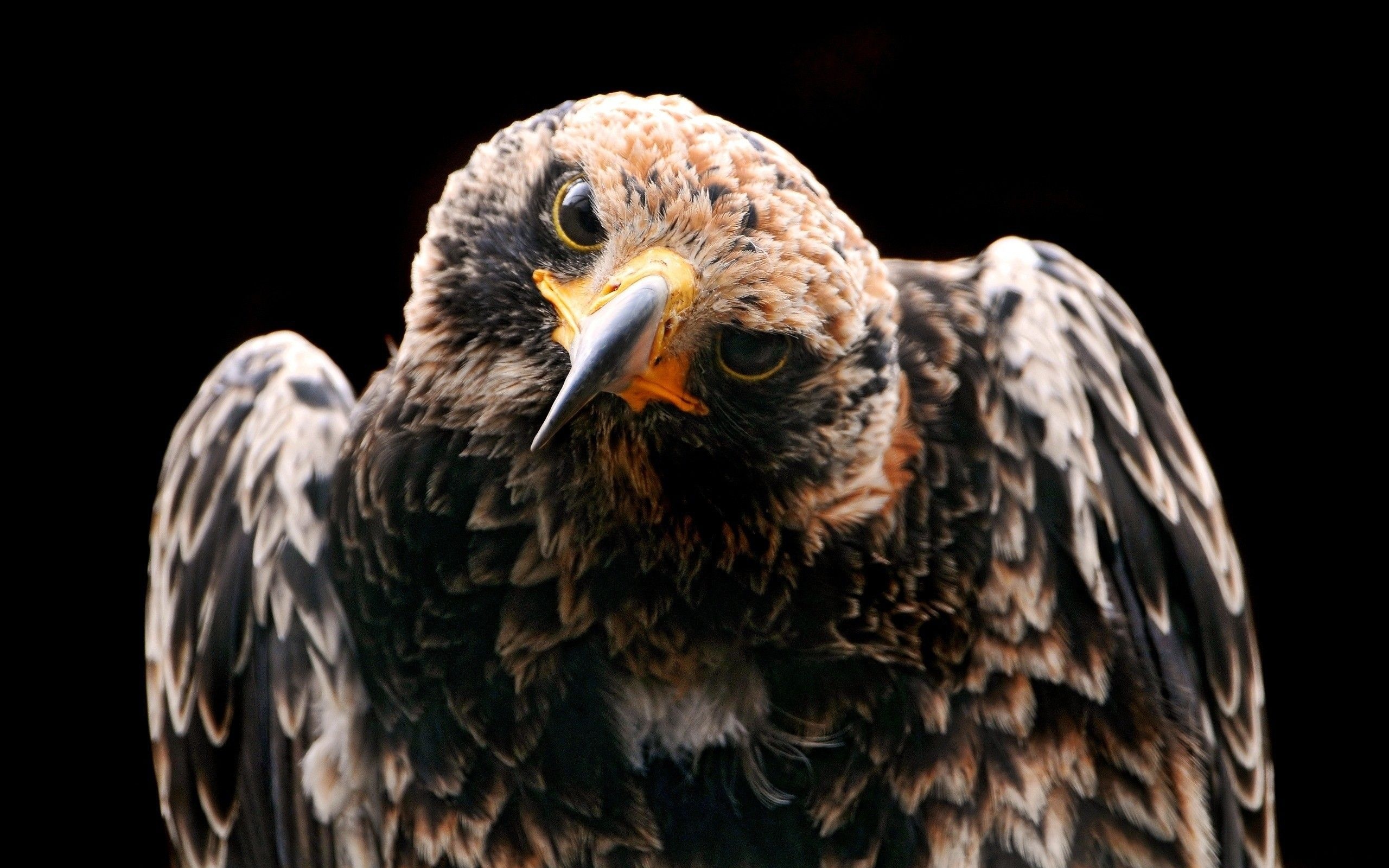 Study of the hawk, Animal wallpaper, Wildlife fascination, 2560x1600 HD Desktop