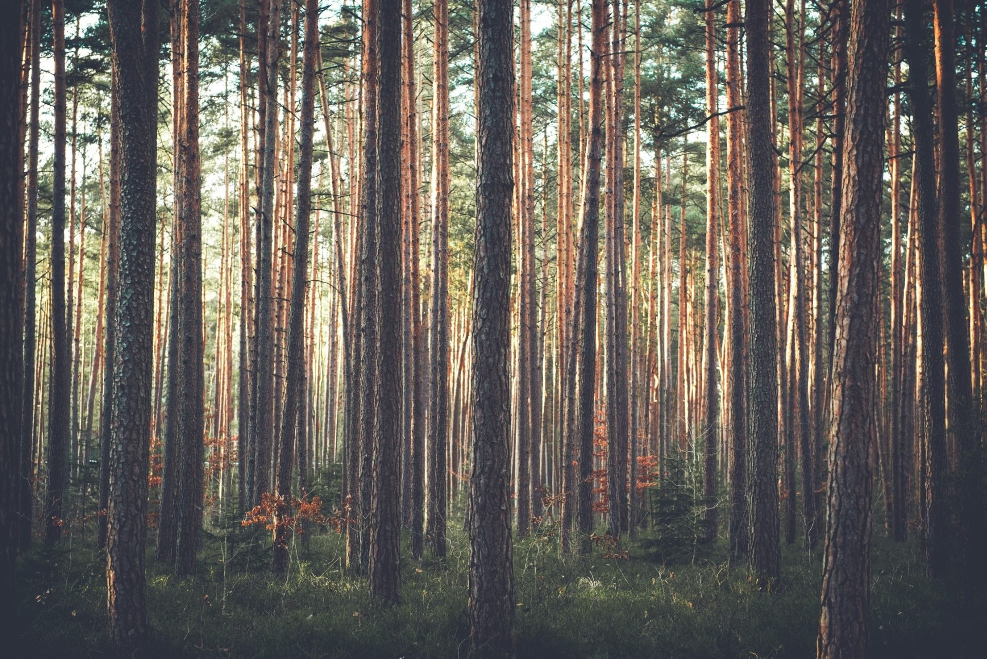 Pine tree wonder, Natural beauty, Forest landscape, Tranquil setting, 1920x1290 HD Desktop