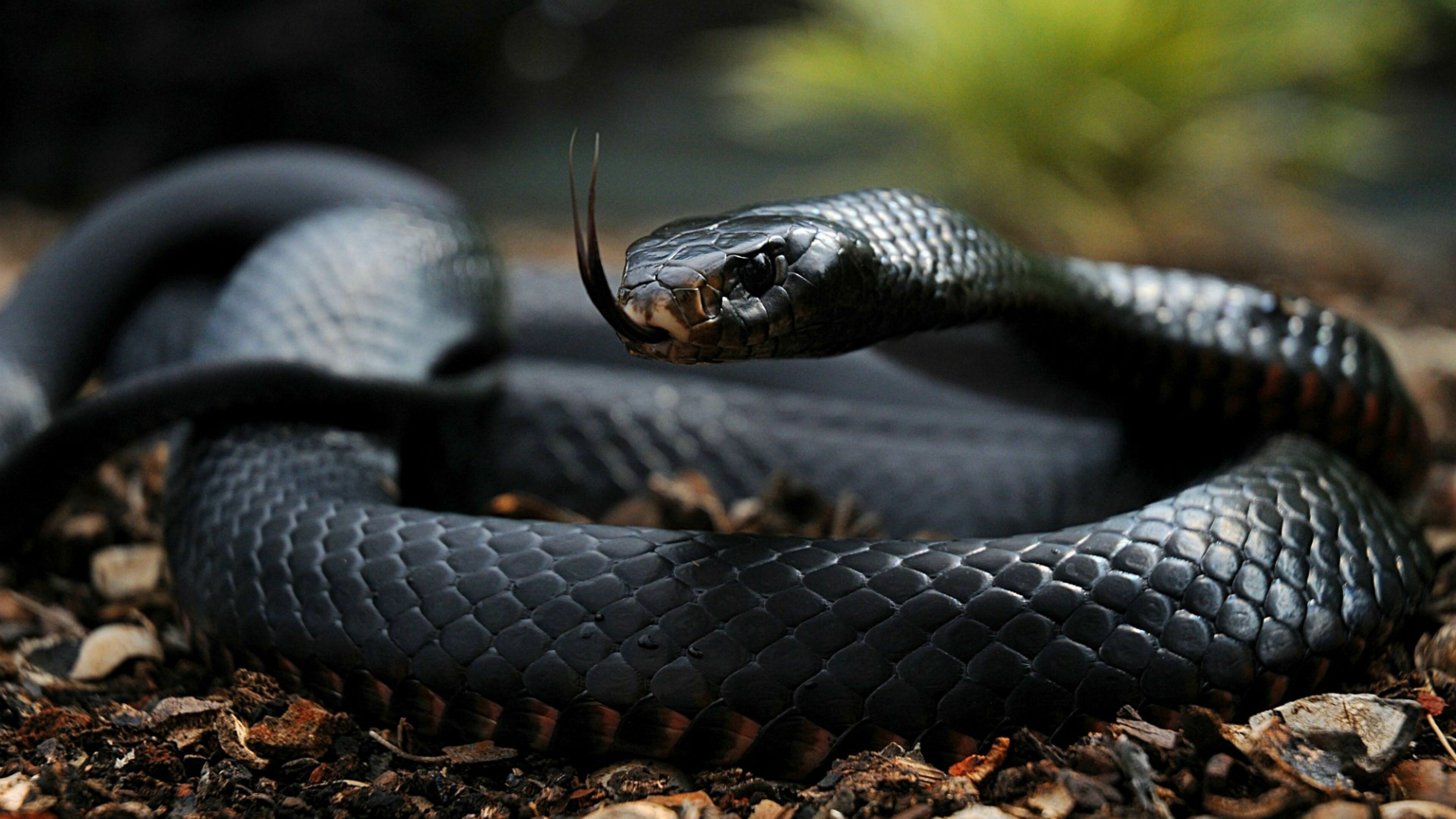 Snake: Elongated, limbless, carnivorous reptiles of the suborder Serpentes. 3840x2160 4K Wallpaper.