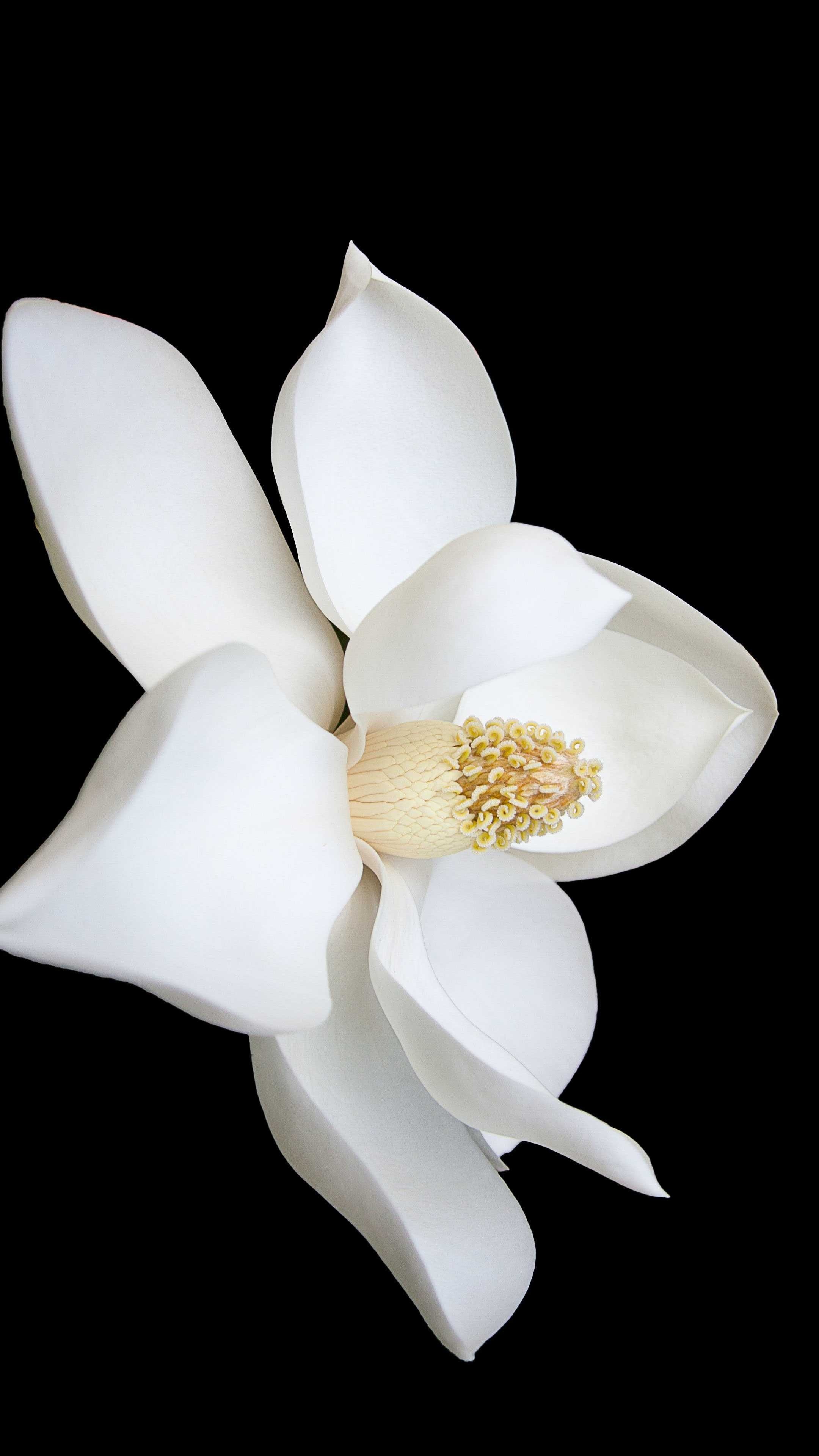 Magnolia's allure, Blossom in full, Nature's masterpiece, Beautiful petals, 2160x3840 4K Handy