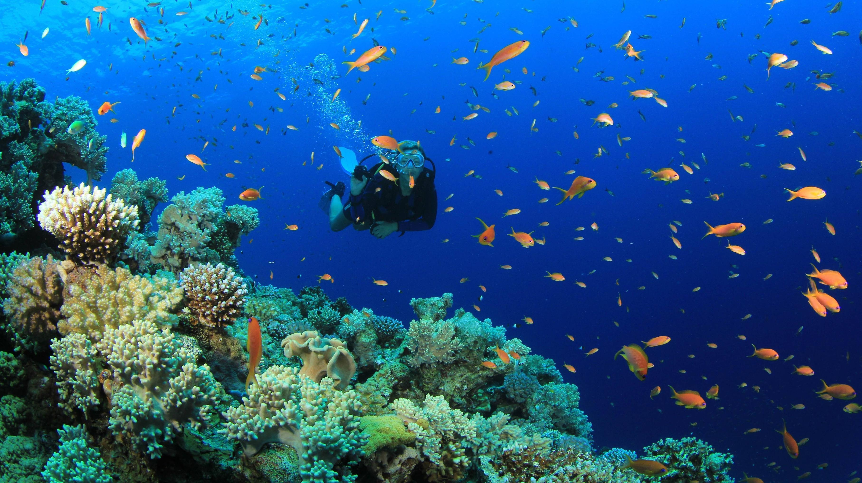 Diving: Exploring coral reefs, Recreational and scientific underwater activity. 3630x2040 HD Wallpaper.