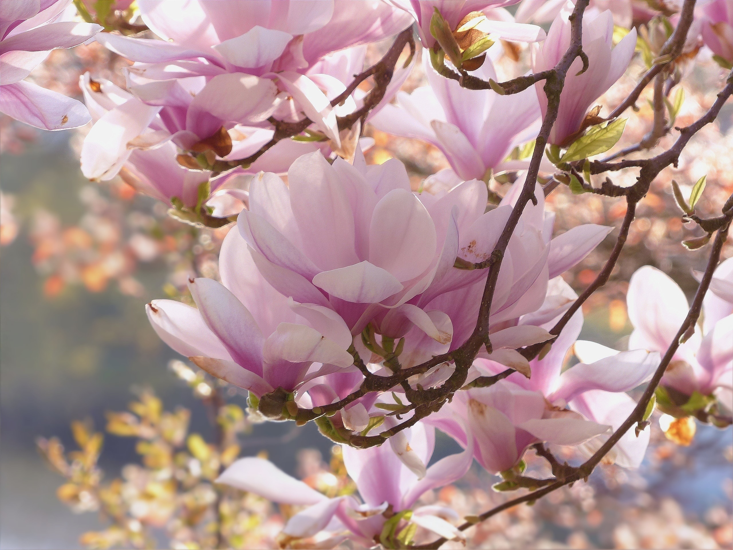 Royalty-free images, Flowering magnolia tree, Striking visuals, Peakpx, 2560x1920 HD Desktop