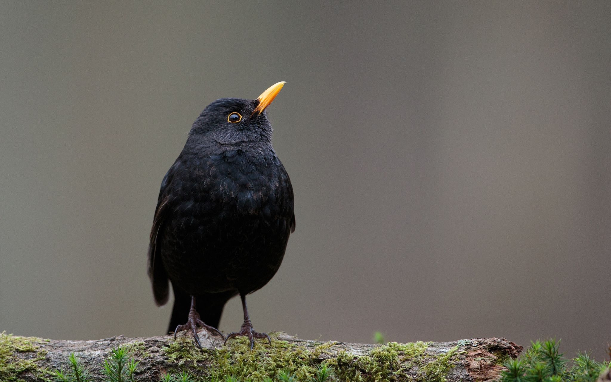 Common Blackbird, Elegant merel, Black bird sighting, Woodland charm, 2050x1280 HD Desktop