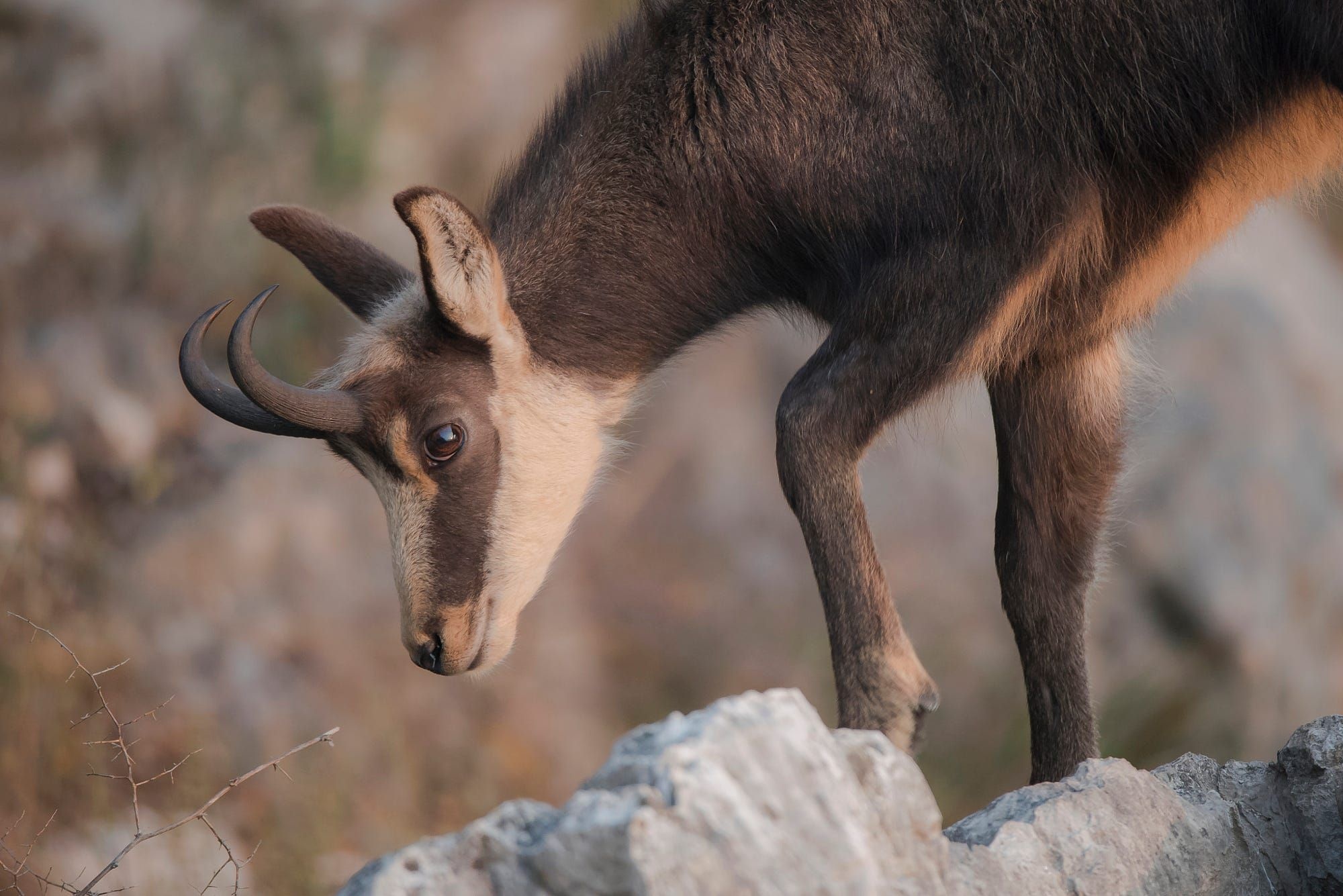 Chamois species, Remarkable wildlife photography, Graceful horned animal, Mountain dweller, 2000x1340 HD Desktop