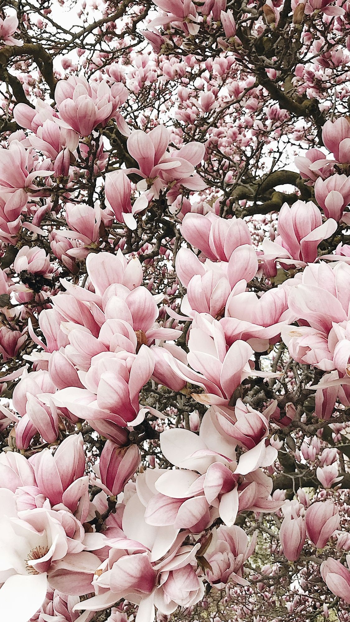 Magnolia tree wallpaper, Mesmerizing view, High-definition, Background image, 1130x2010 HD Phone
