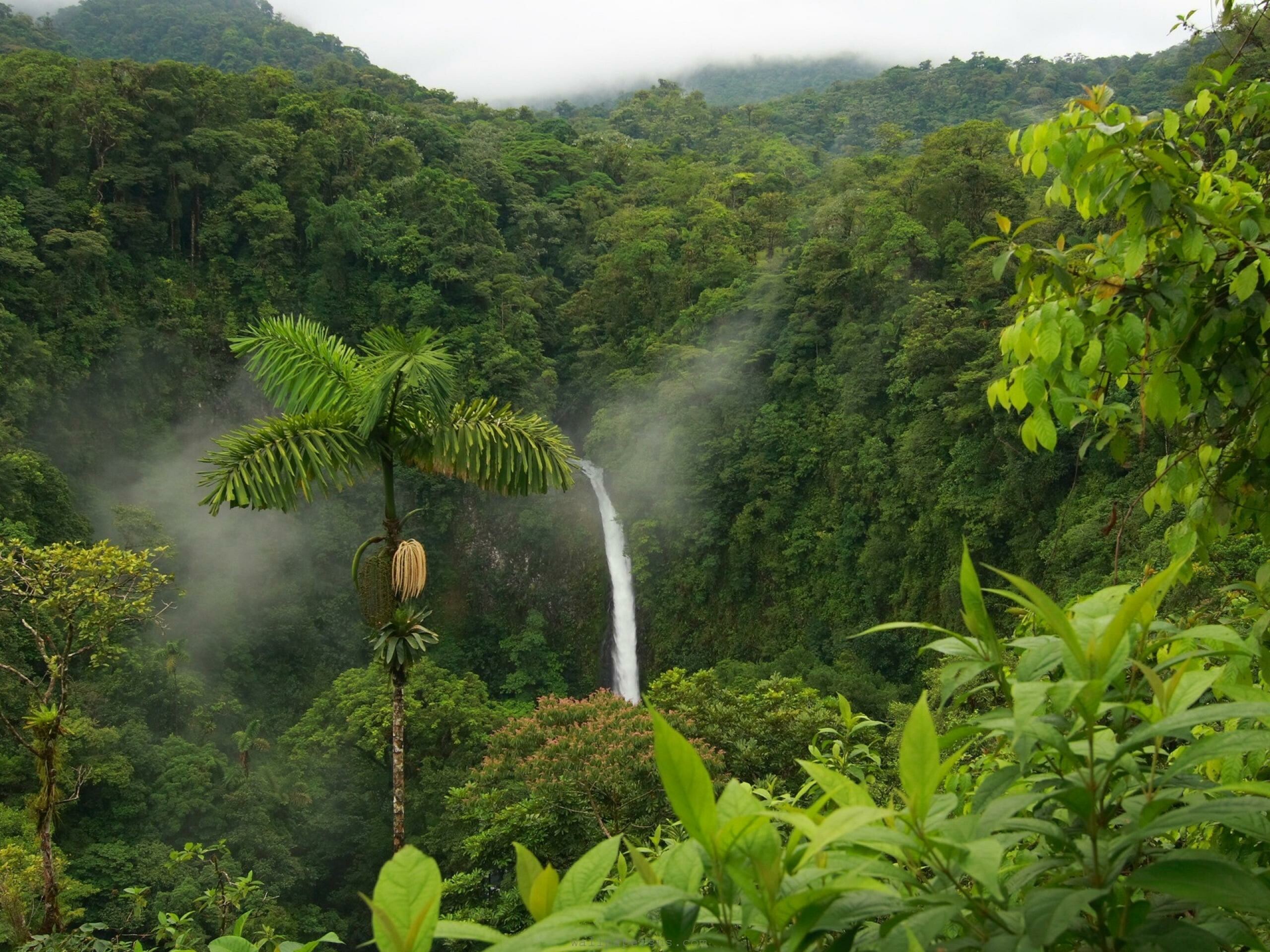 Jungle: Tropical rainforest, Waterfall, Natural environment. 2560x1920 HD Wallpaper.