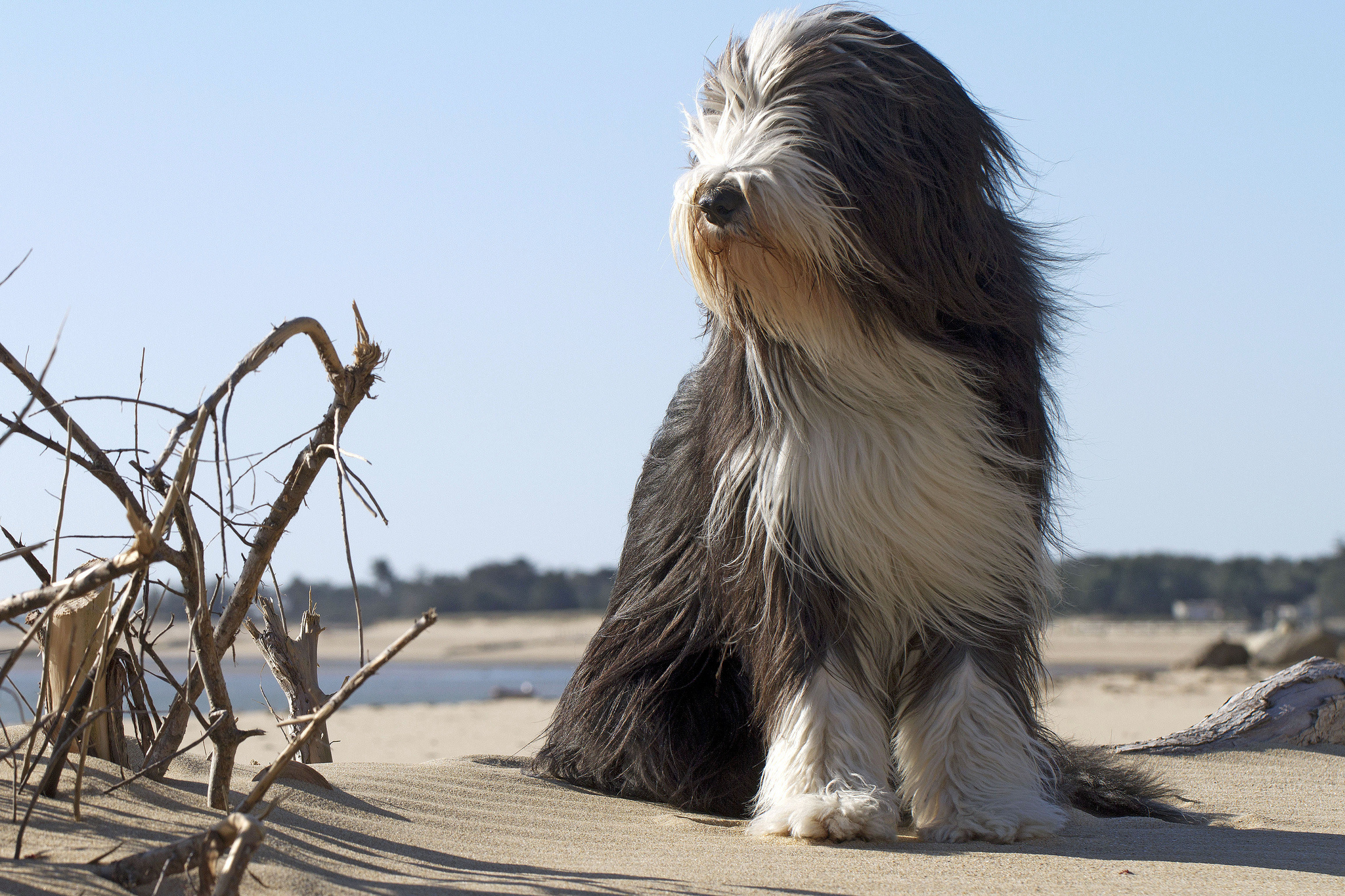 Dogs on the beach wallpaper, Sunny vibes, Sand and waves, Playful pets, 2050x1370 HD Desktop