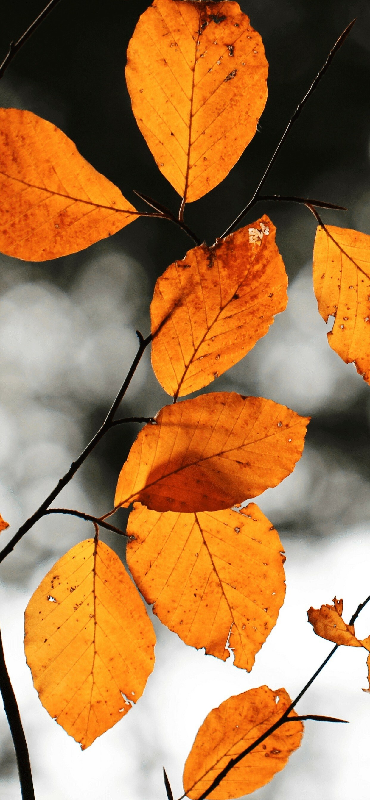 Autumn: Feather-like golden leaves, One of the four temperate seasons on Earth. 1250x2690 HD Background.