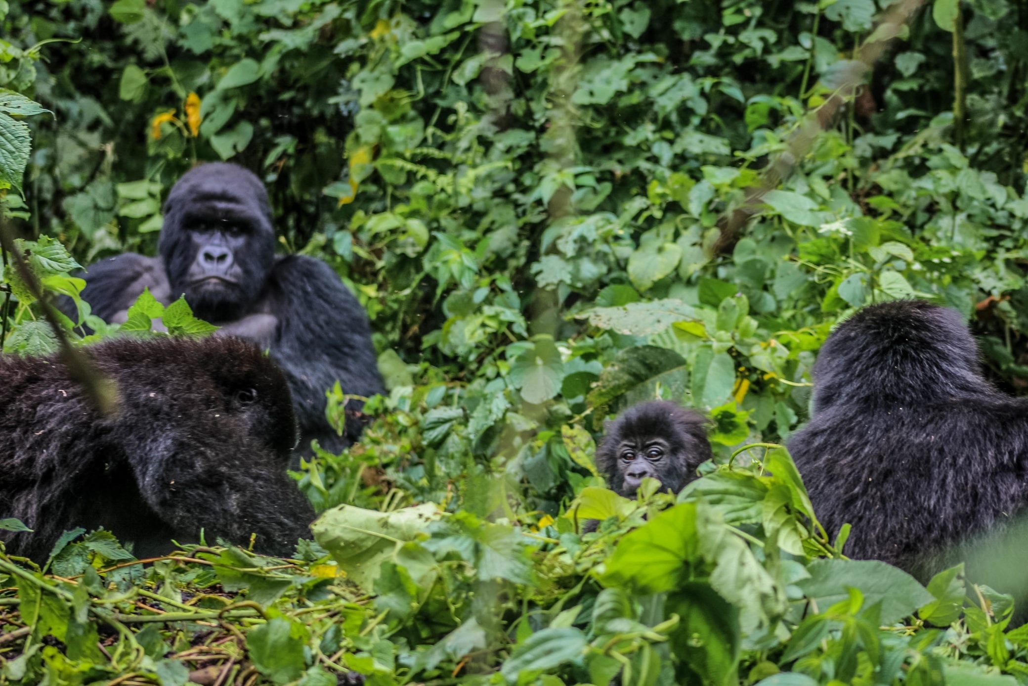 Virunga National Park, Park news, Archives, Conservation, 2080x1390 HD Desktop