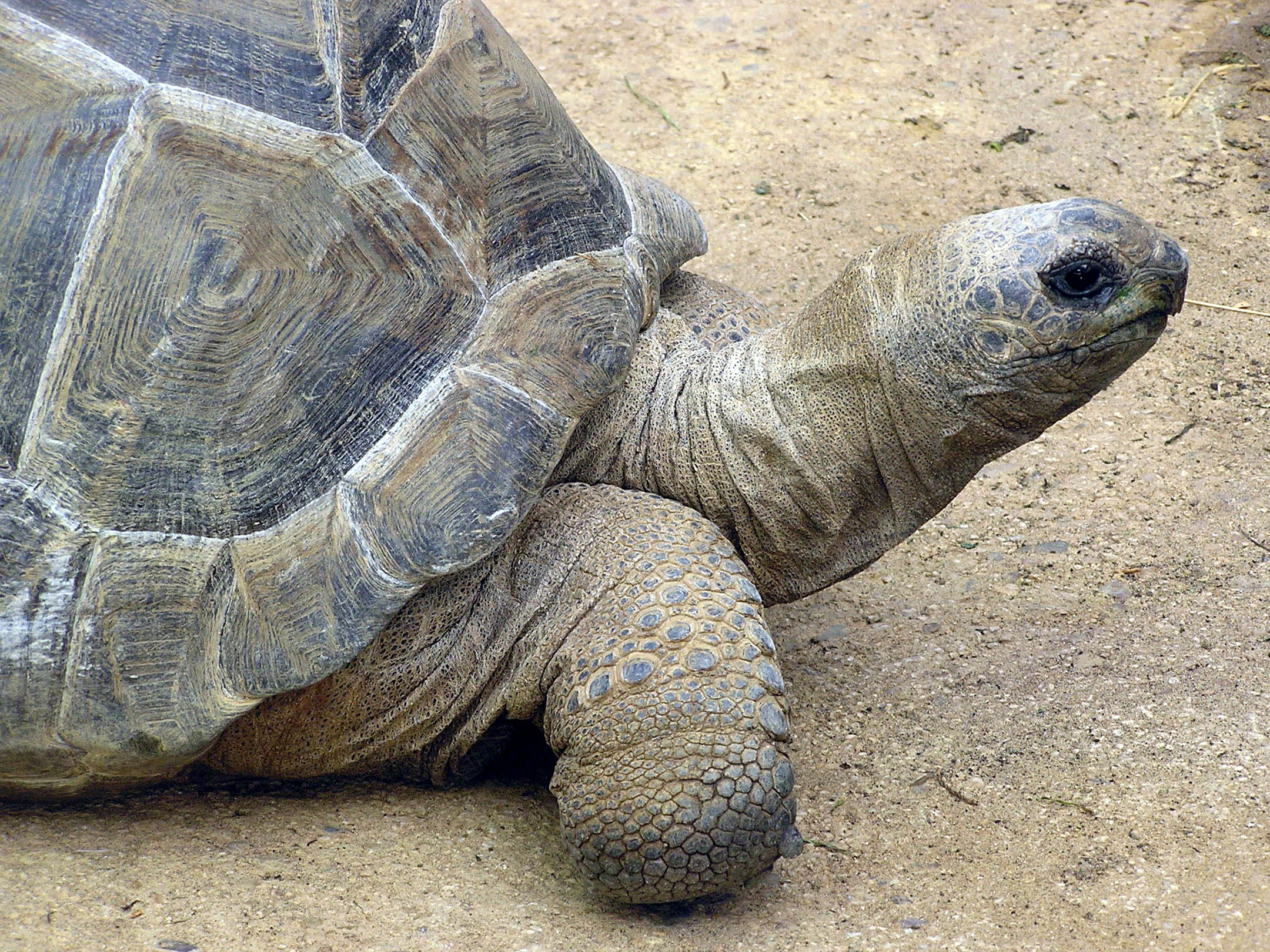 Aldabra Giant Tortoise, Wikipedia, Online encyclopedia, Reptilian wonders, 2160x1620 HD Desktop
