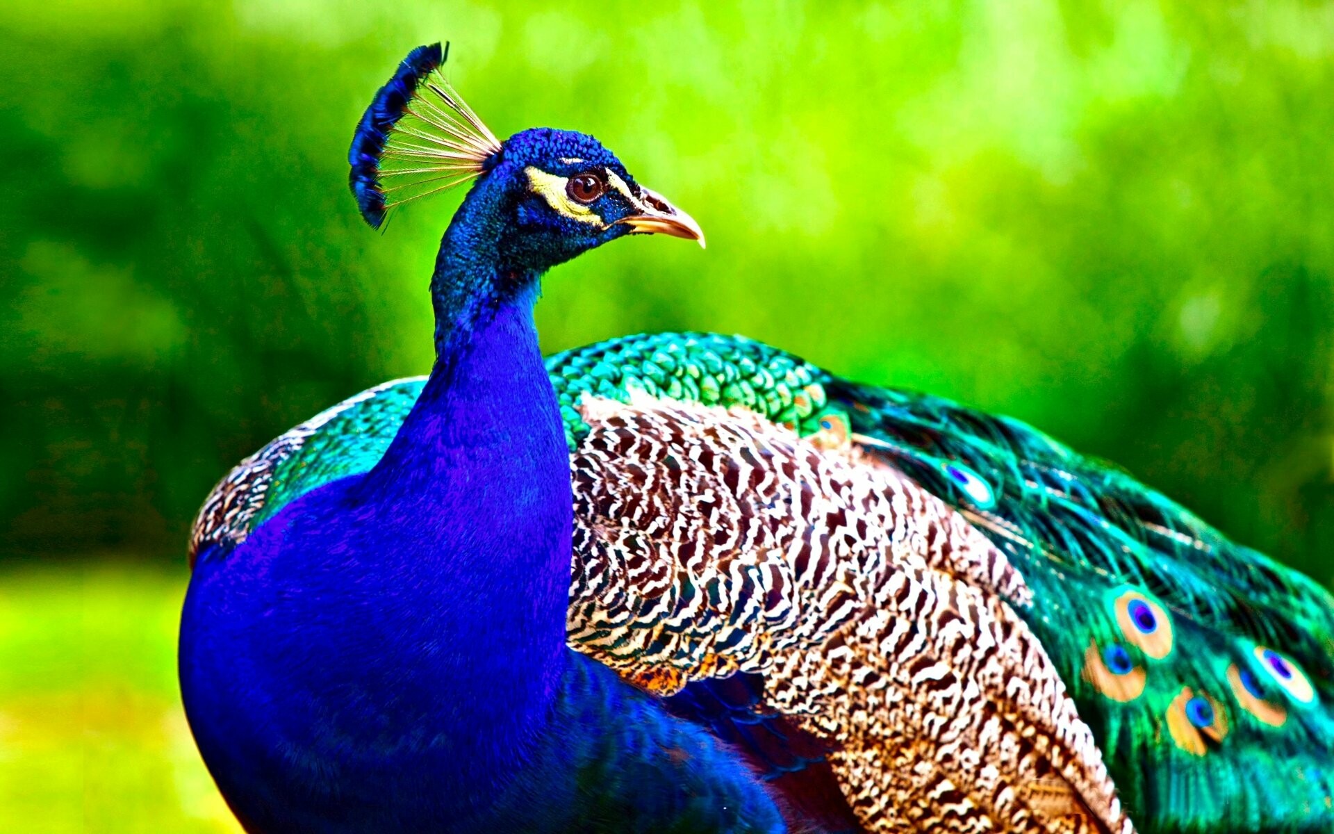 Peacock: The bird is best known for the long train made up of elongated upper-tail covert feathers which bear colorful eyespots. 1920x1200 HD Wallpaper.