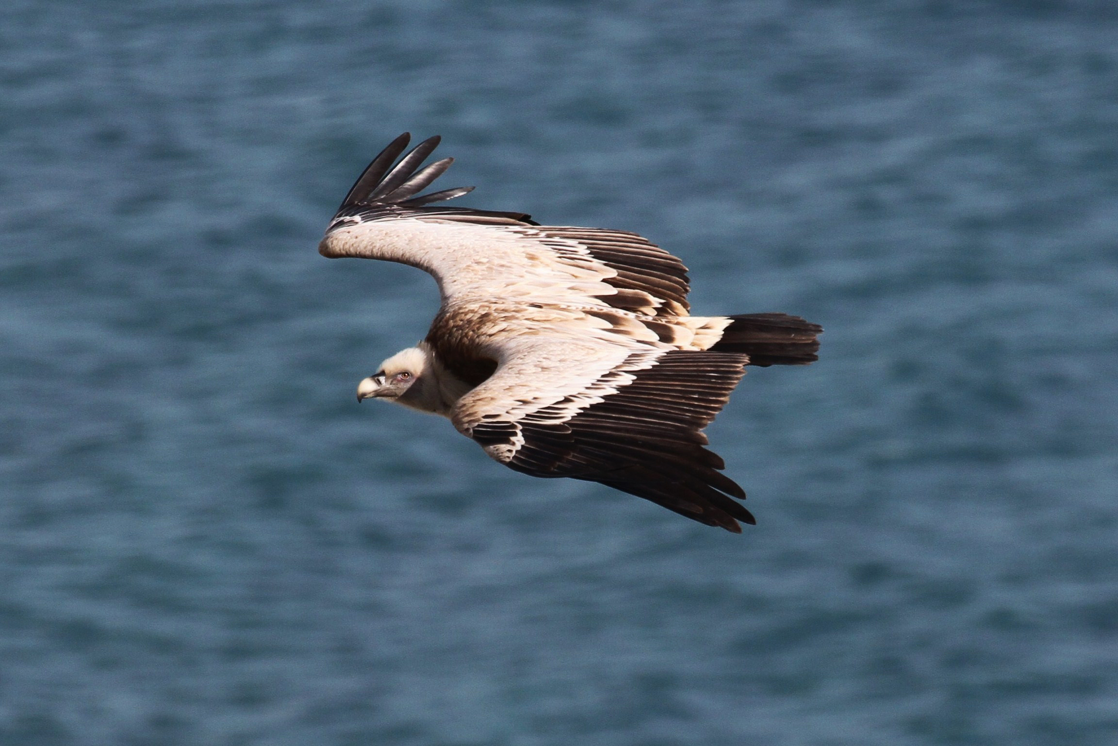 Griffon (Bird): Cape Vulture (Gyps coprotheres) is found in southern Africa. 2310x1540 HD Background.