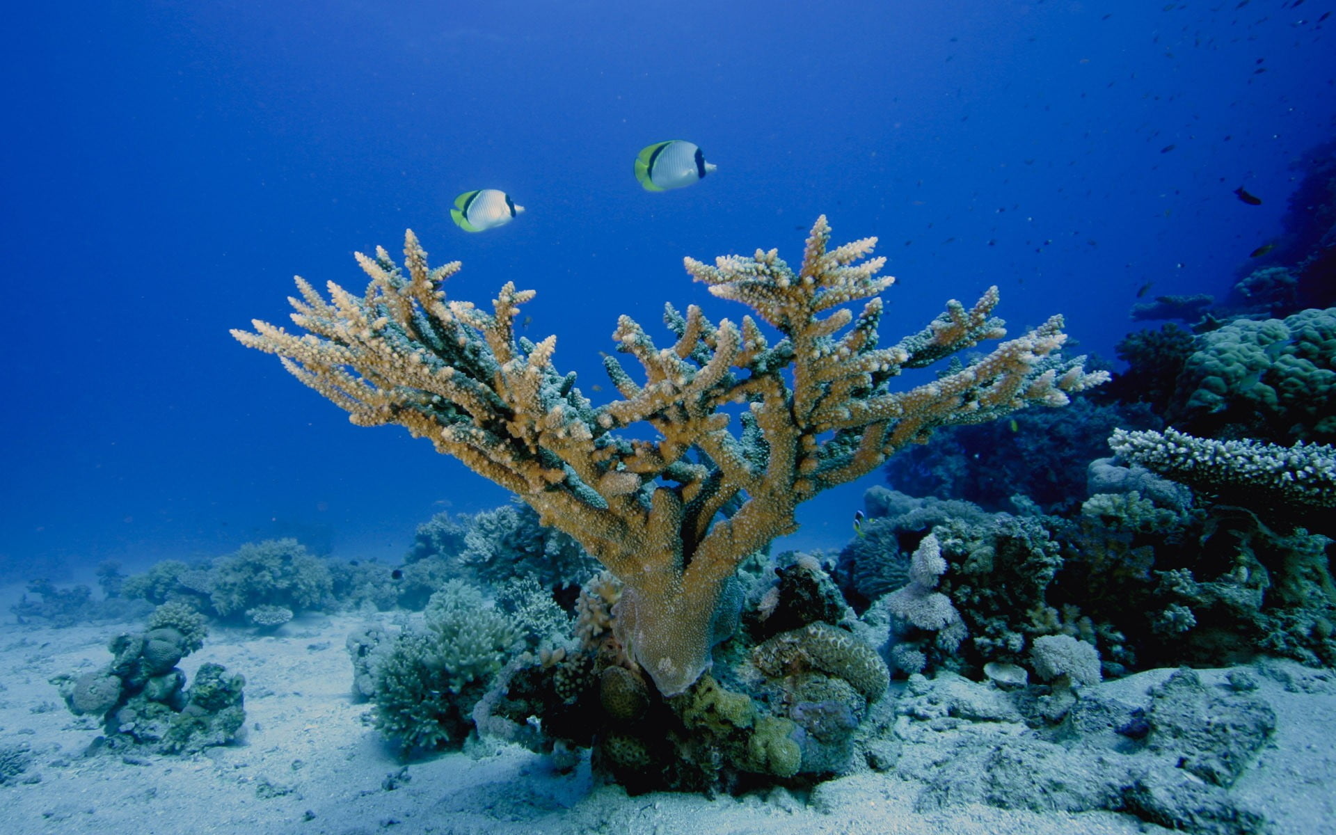 Coral Sea, Brown coral, Sea life, Underwater, 1920x1200 HD Desktop