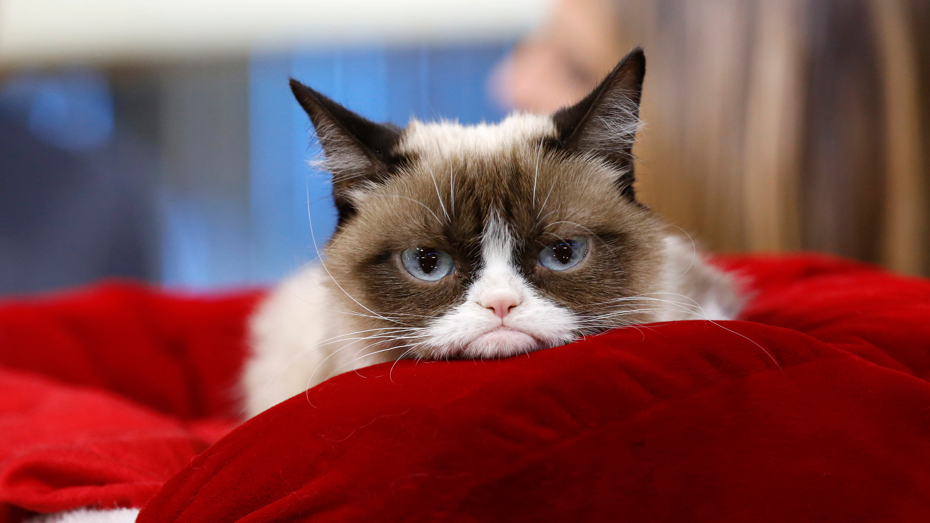 Grumpy Cat, Internet sensation, The New York Times article, Contemptuous look, 3000x1690 HD Desktop