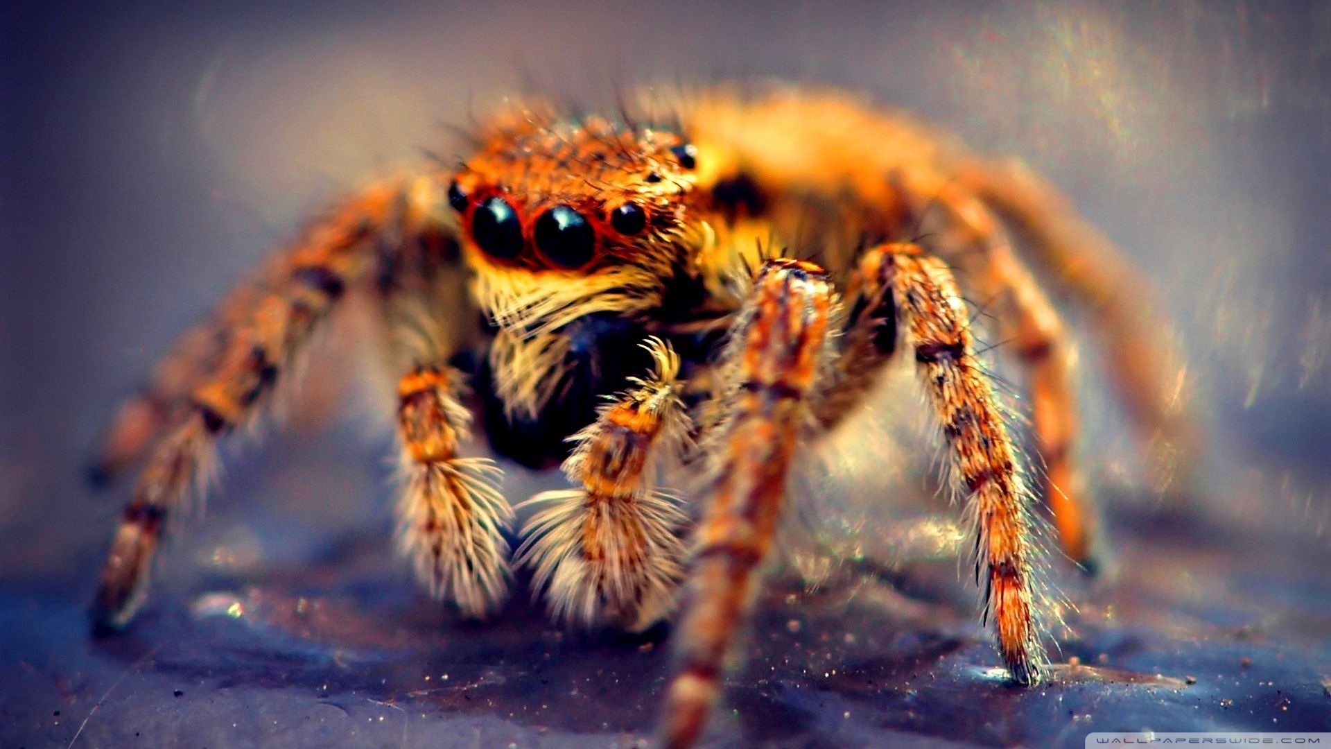 Spider, Insect wallpapers, Arachnid beauty, Natural fascination, 1920x1080 Full HD Desktop