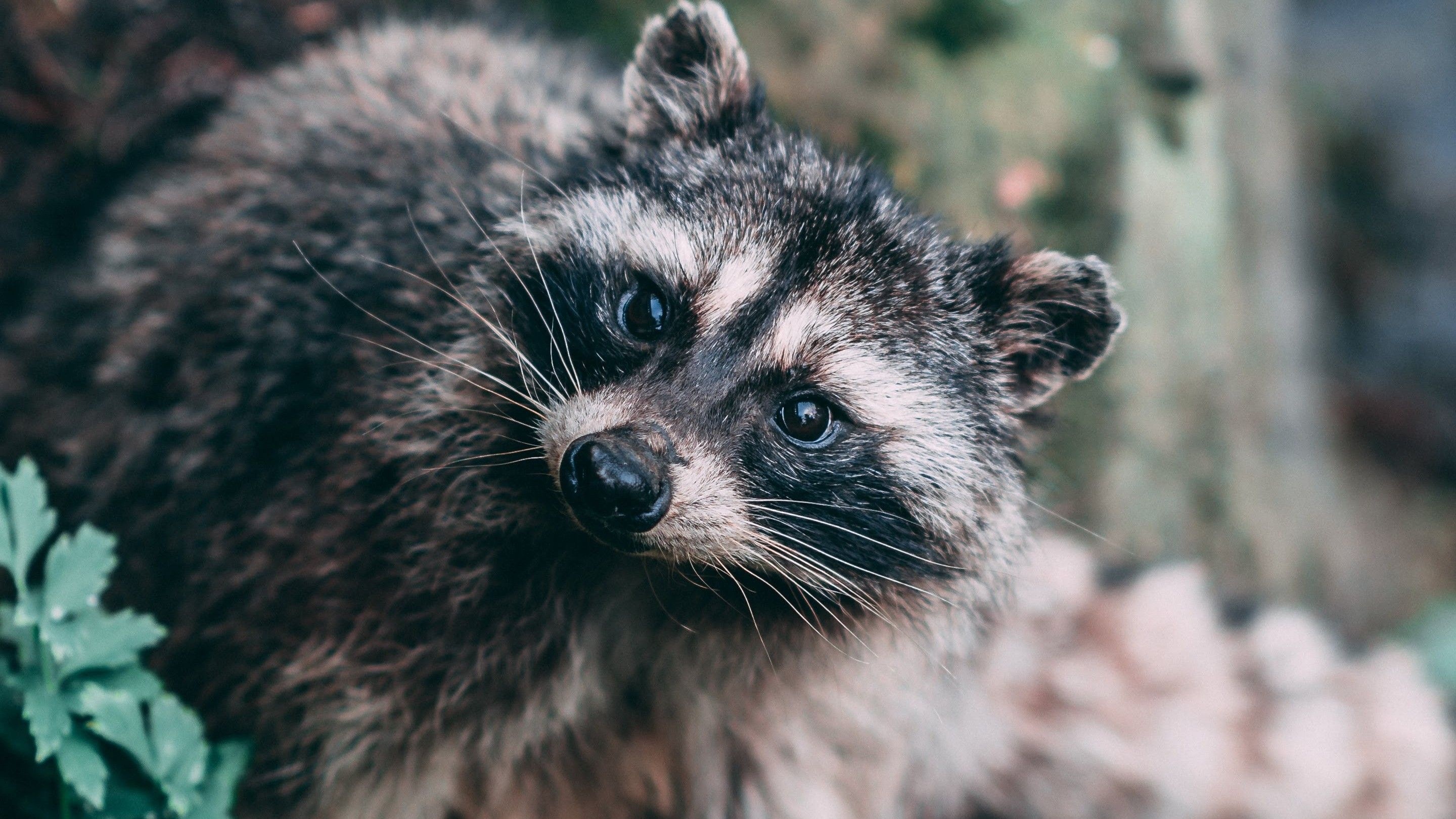 Curious raccoon, Forest habitat, Nocturnal mammal, Mischievous behavior, 2880x1620 HD Desktop