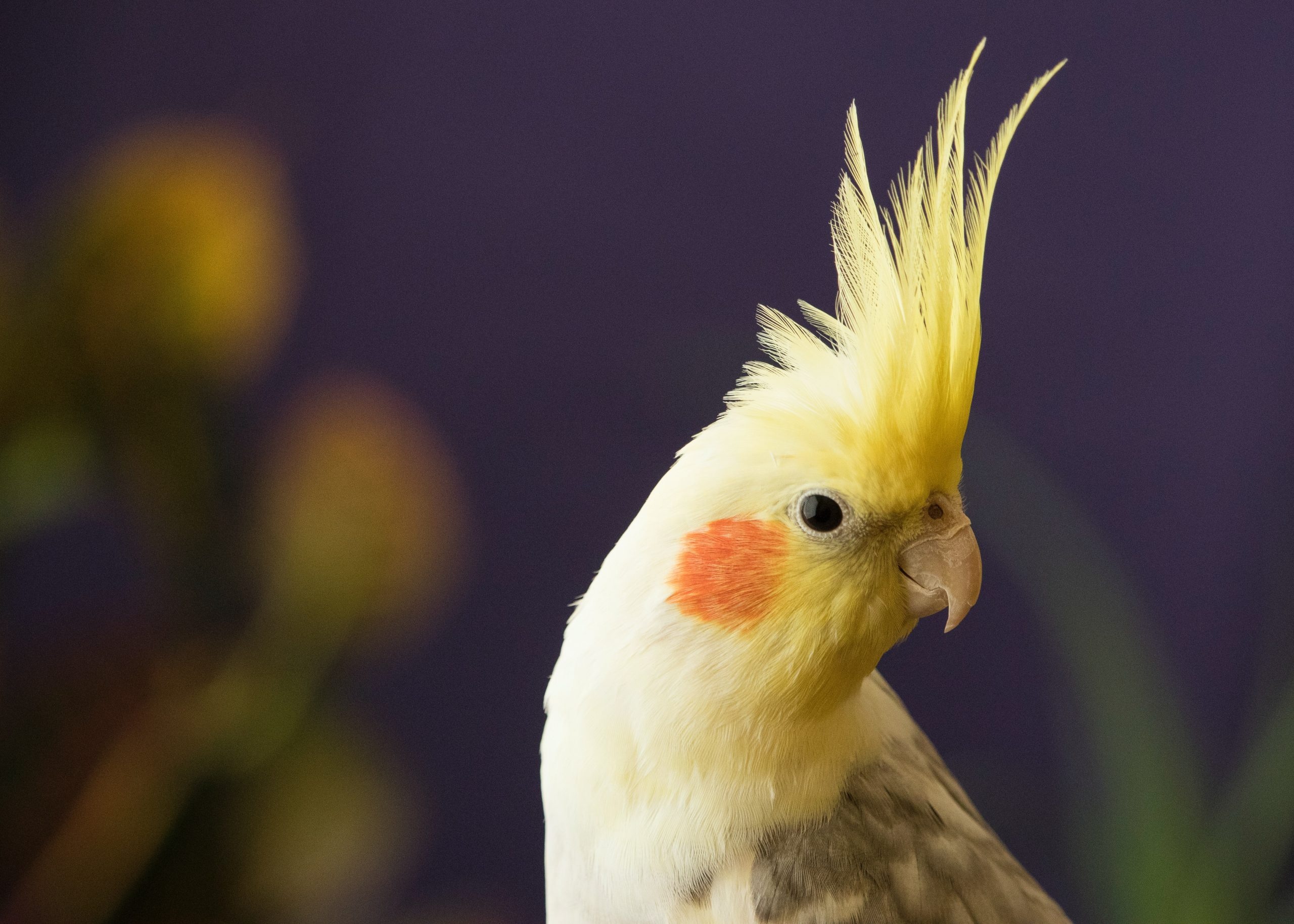Happy cockatiel sale, Discounted feathered friends, Cheerful avian buddies, Affordable pet birds, 2560x1830 HD Desktop