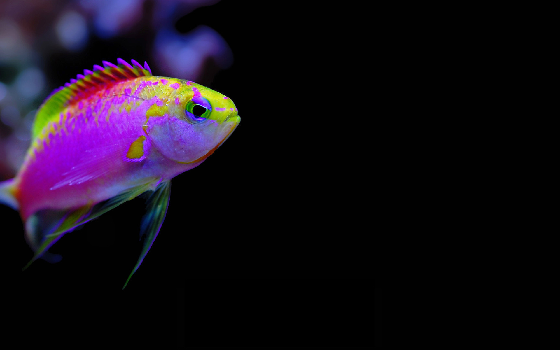 Tropical fish, Colorful wallpapers, Ocean beauty, Aquatic creatures, 1920x1200 HD Desktop