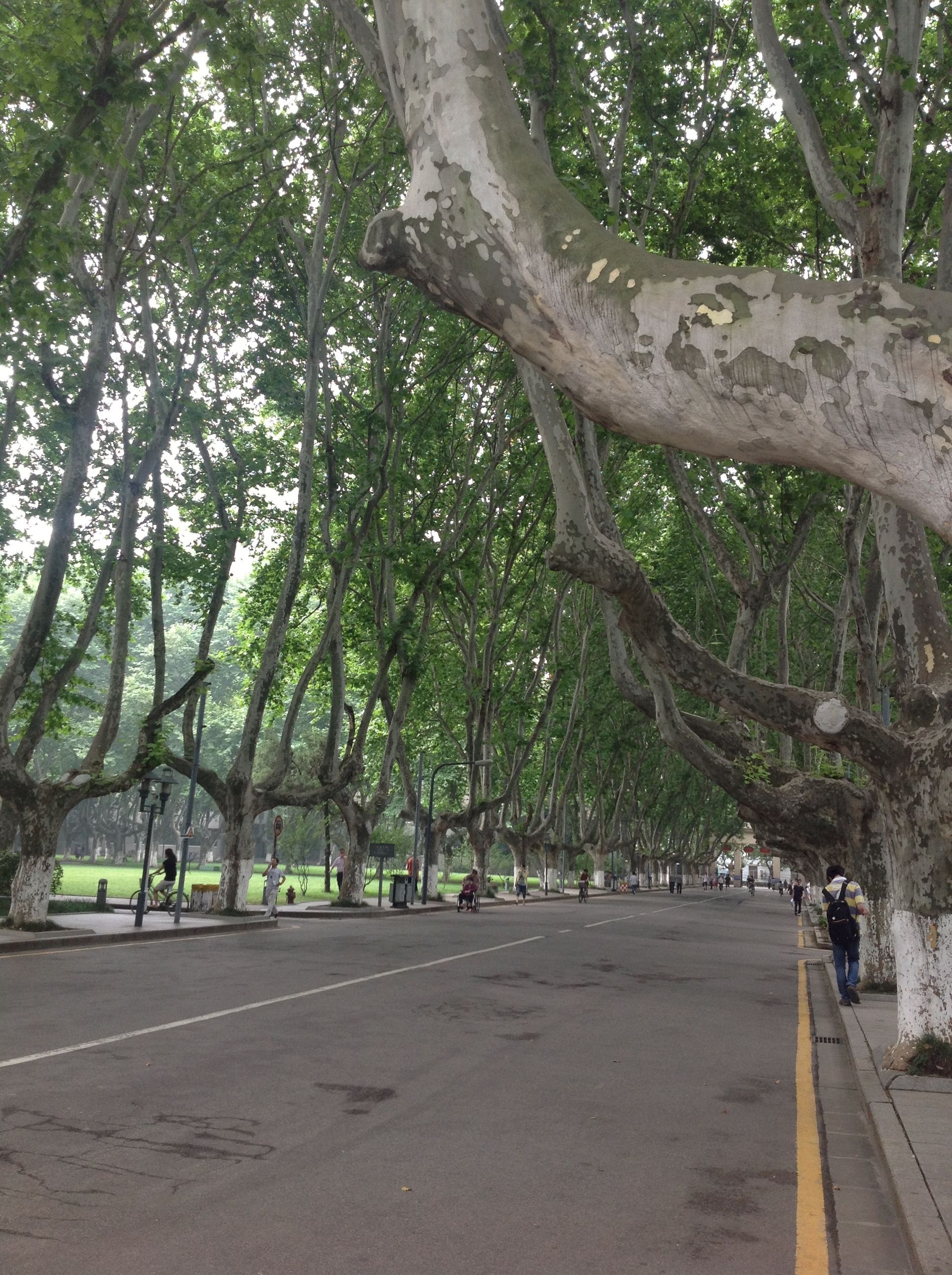 Sycamore Tree, Southeast University, Nanjing China, Nanjing, 1940x2600 HD Handy
