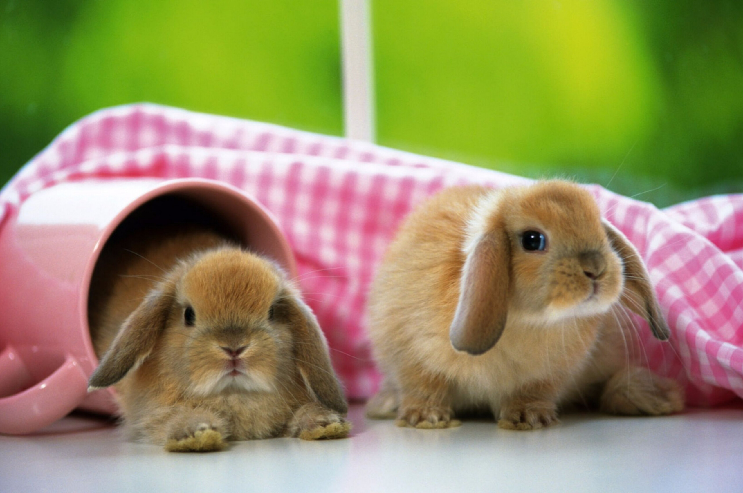 Rabbit: Baby bunnies, Small, furry mammals. 2560x1700 HD Wallpaper.