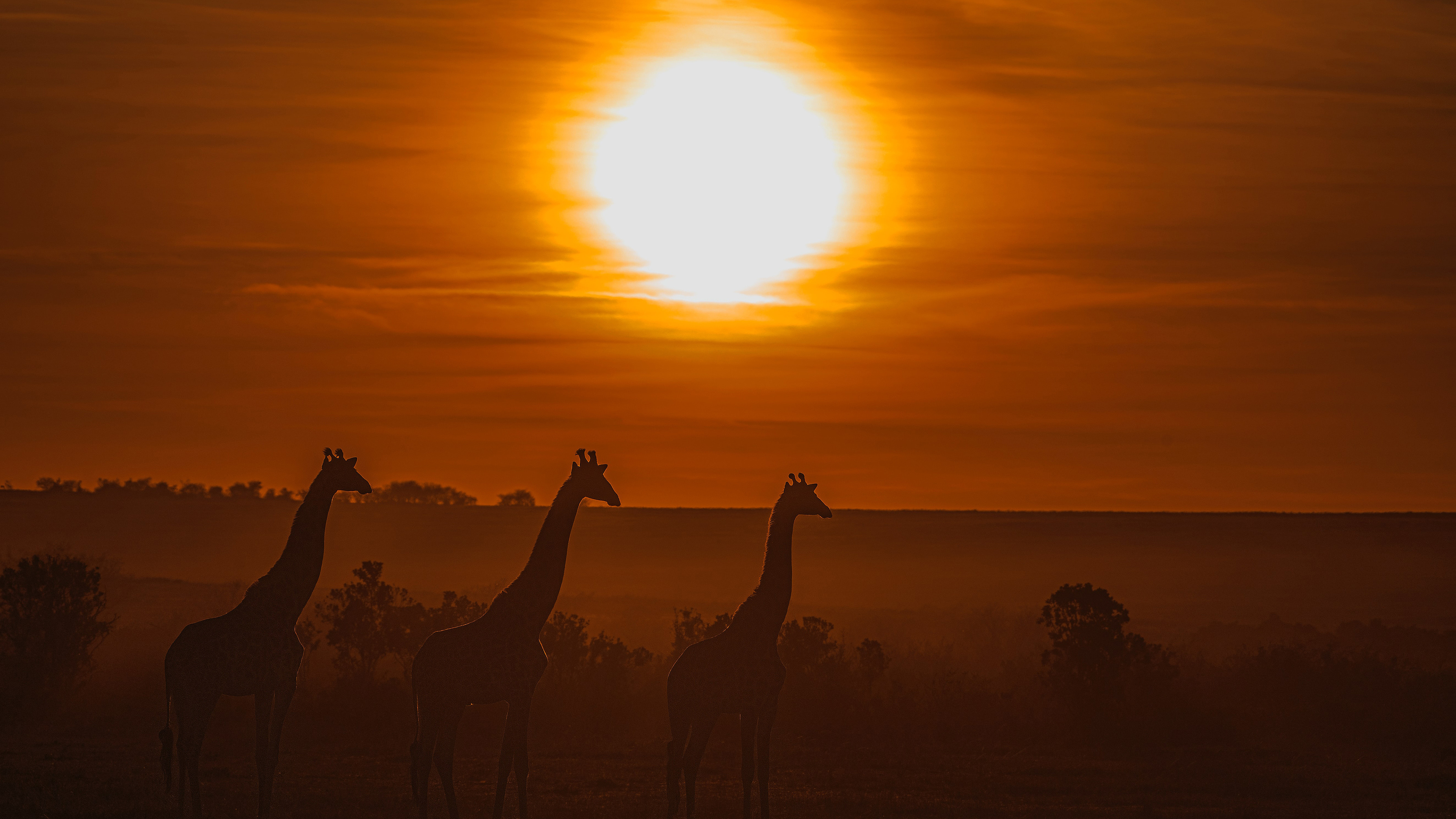 Giraffe: Silhouette, Animals with extremely long necks and legs. 3840x2160 4K Wallpaper.
