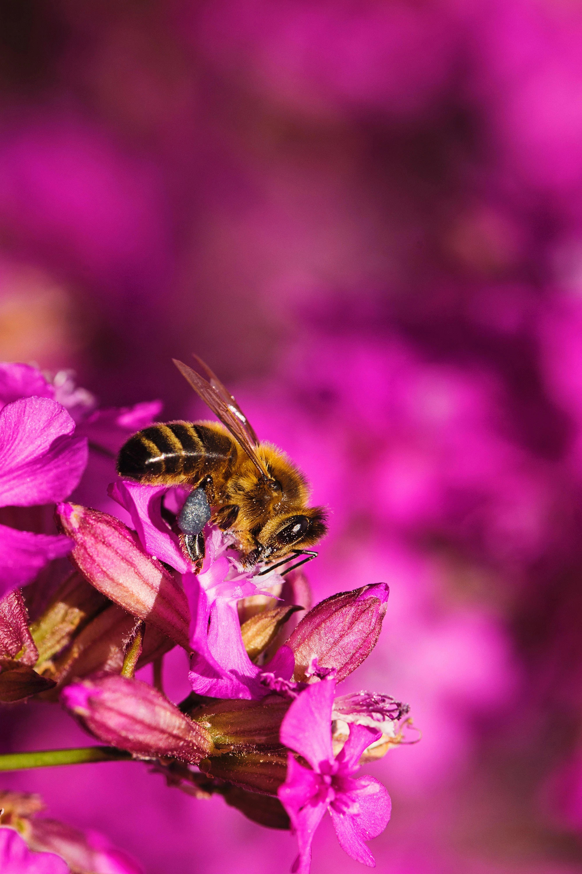 Bee: An essential part of our ecosystem, pollinate flowers, fruit trees, and other food-producing crops. 2000x3000 HD Background.