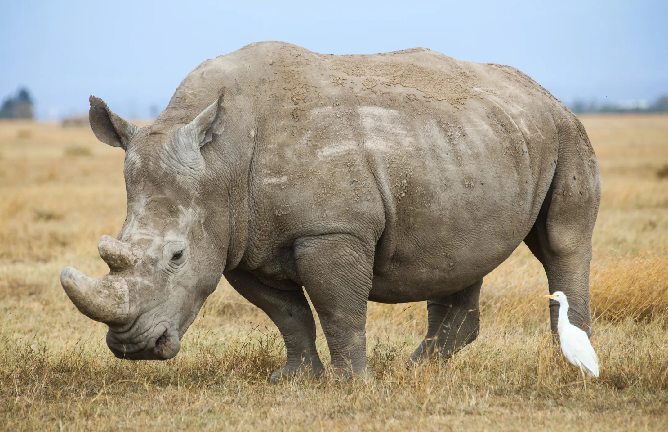 Endangered white rhino, Foundation for biomedical research, Conservation efforts, Precious existence, 2160x1400 HD Desktop