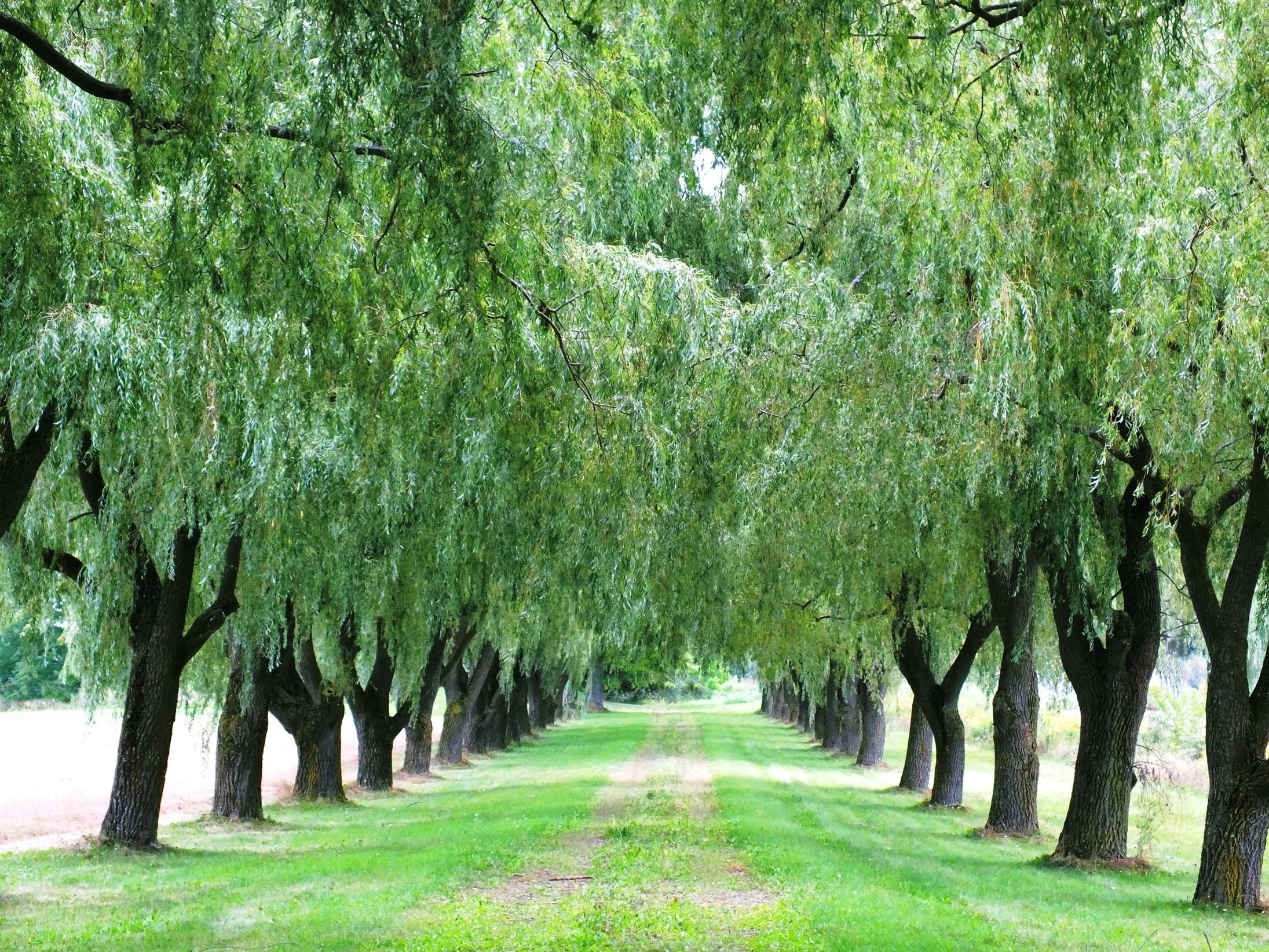 Willow tree wallpapers, Nature's elegance, Serene scenery, Enchanting beauty, 2200x1650 HD Desktop