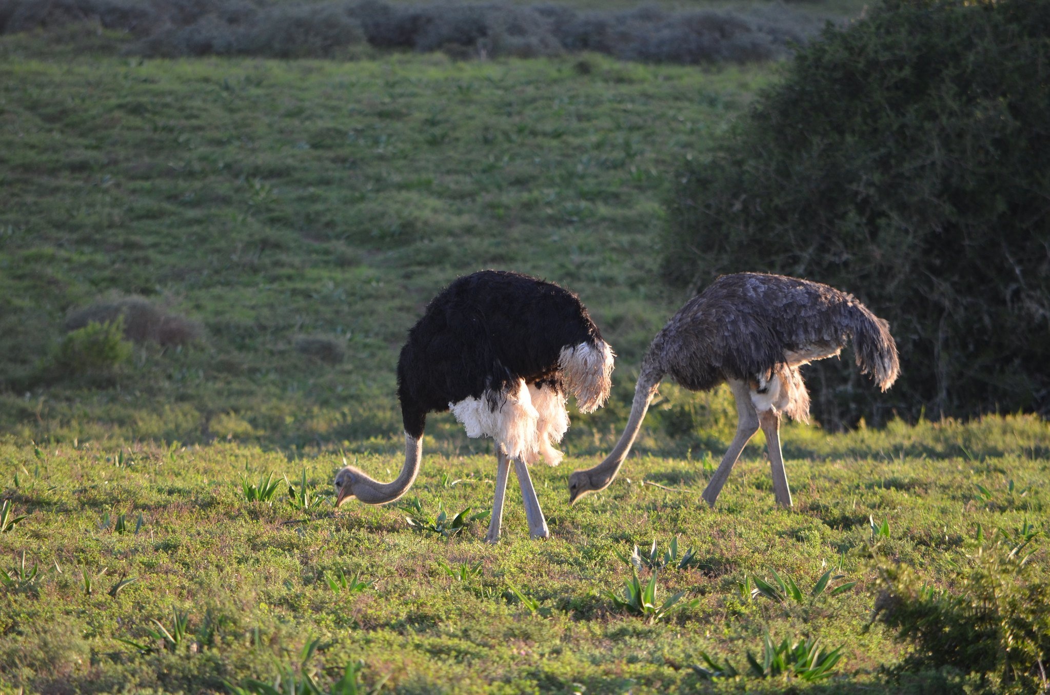 Interesting ostrich facts, Unique behaviors, Fascinating bird, African wildlife, 2050x1360 HD Desktop