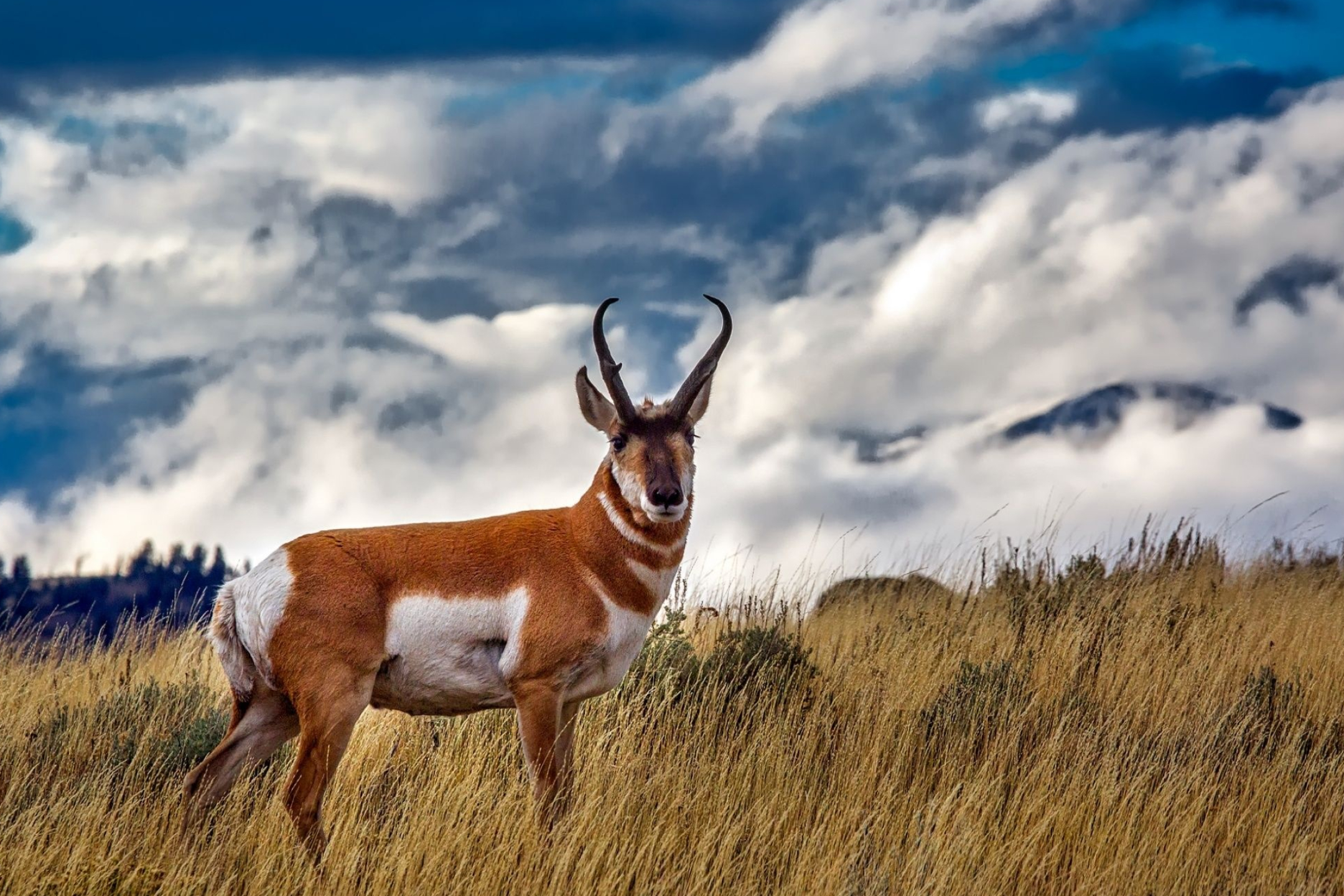 Antelope wallpapers, Stunning backgrounds, Nature's beauty, Wildlife photography, 2160x1440 HD Desktop