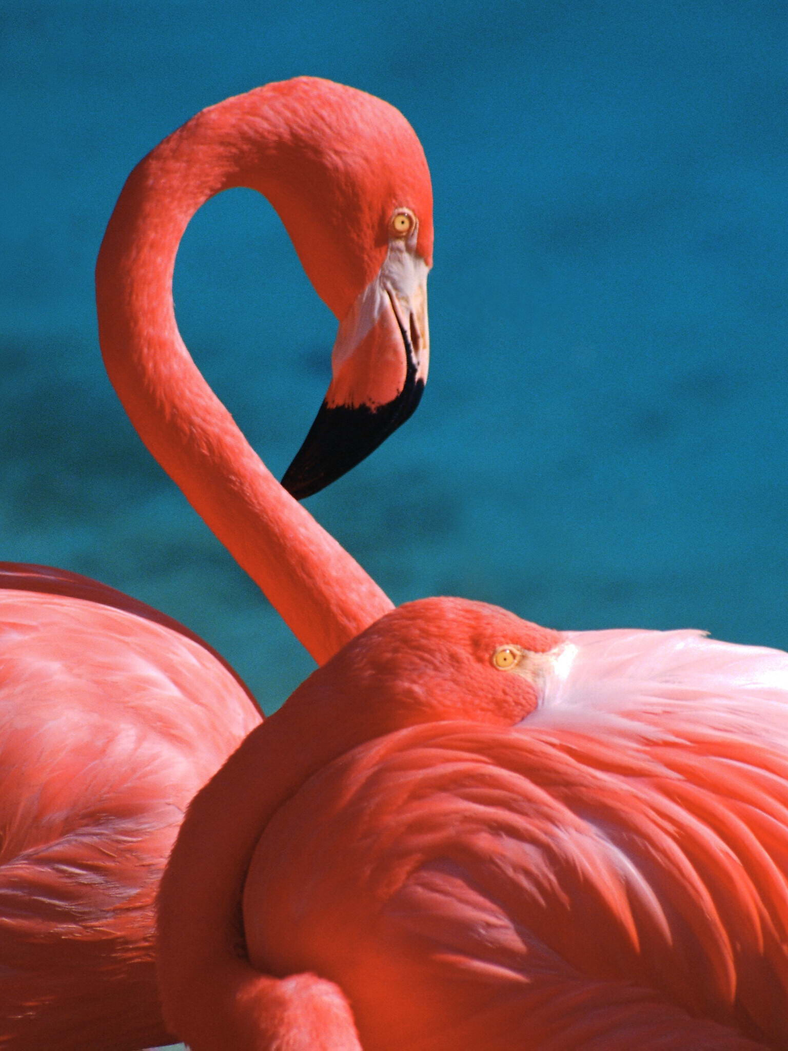 Flamingo: Phoenicopterus, Strong but rare swimmers and powerful fliers. 1540x2050 HD Background.