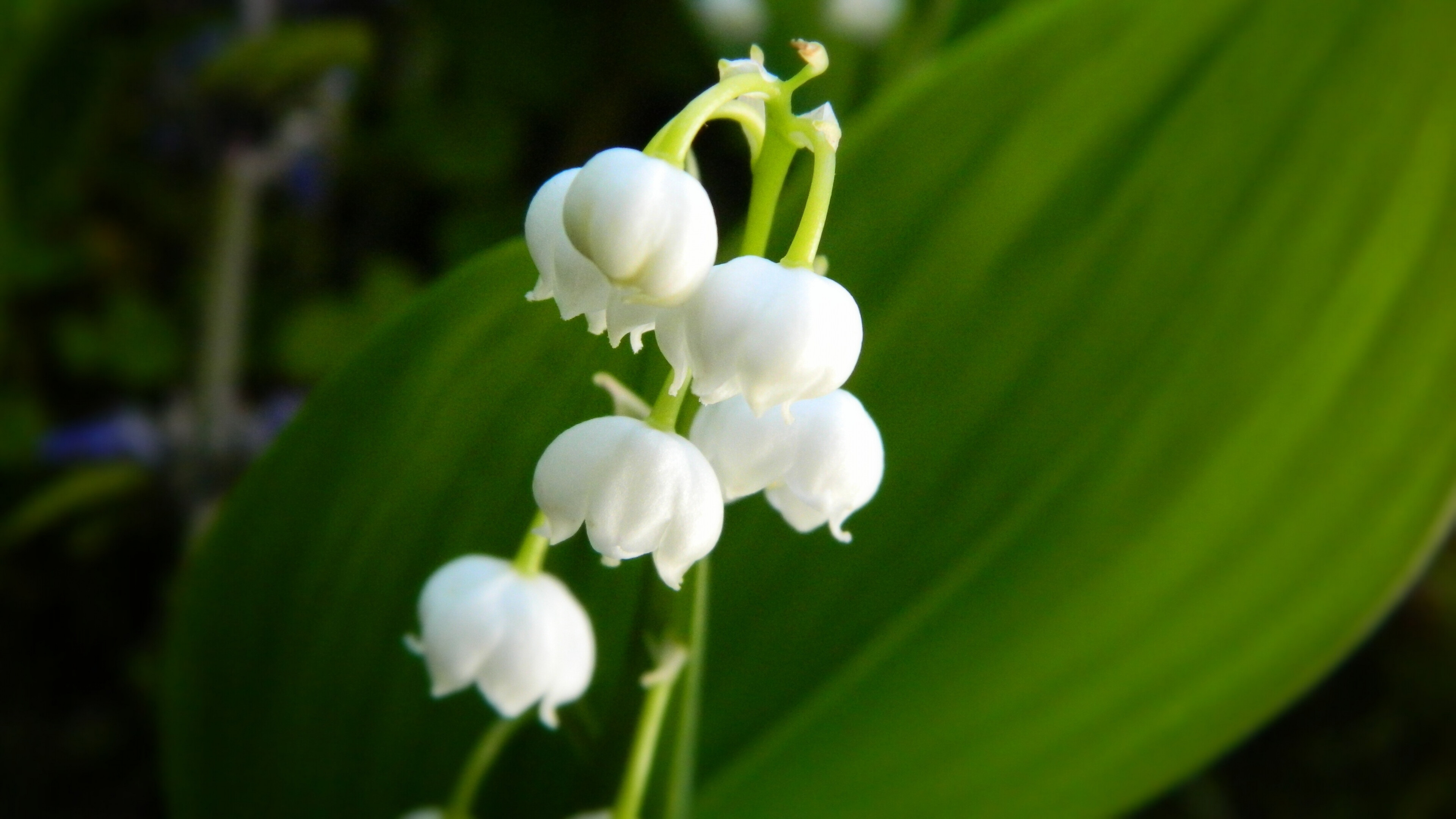 Lily of the Valley: A woodland flowering plant with sweetly scented, pendent, bell-shaped white flowers borne in sprays in spring. 3840x2160 4K Background.