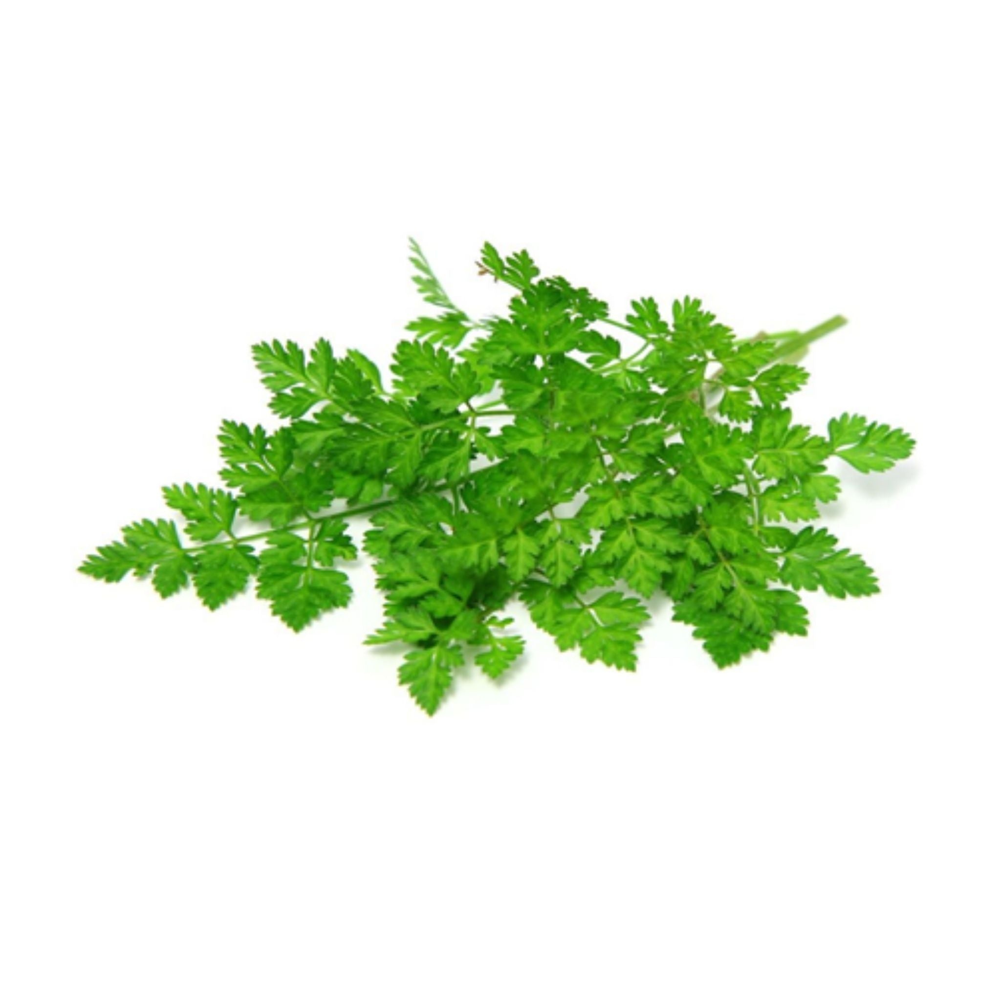 Fresh Italian parsley, Canada's produce, Vibrant green, 2050x2050 HD Phone